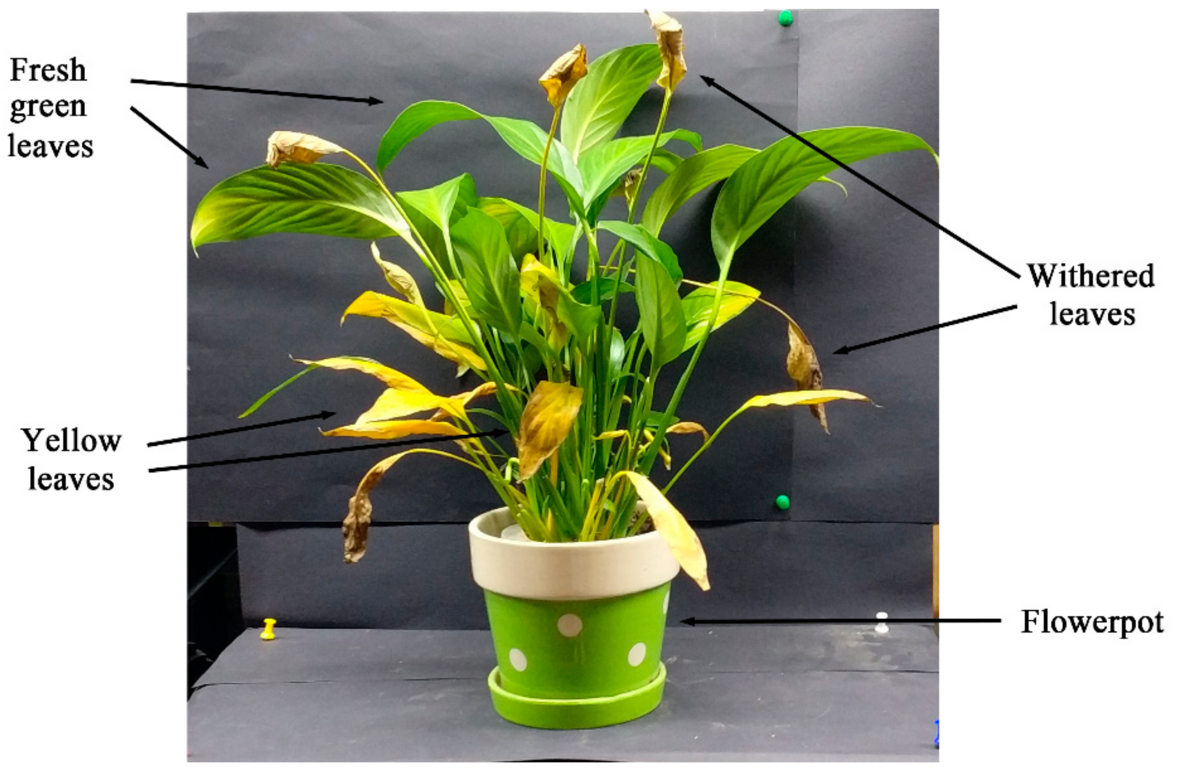 Sensors 20 00935 g004 Sensors 20 00935 g004