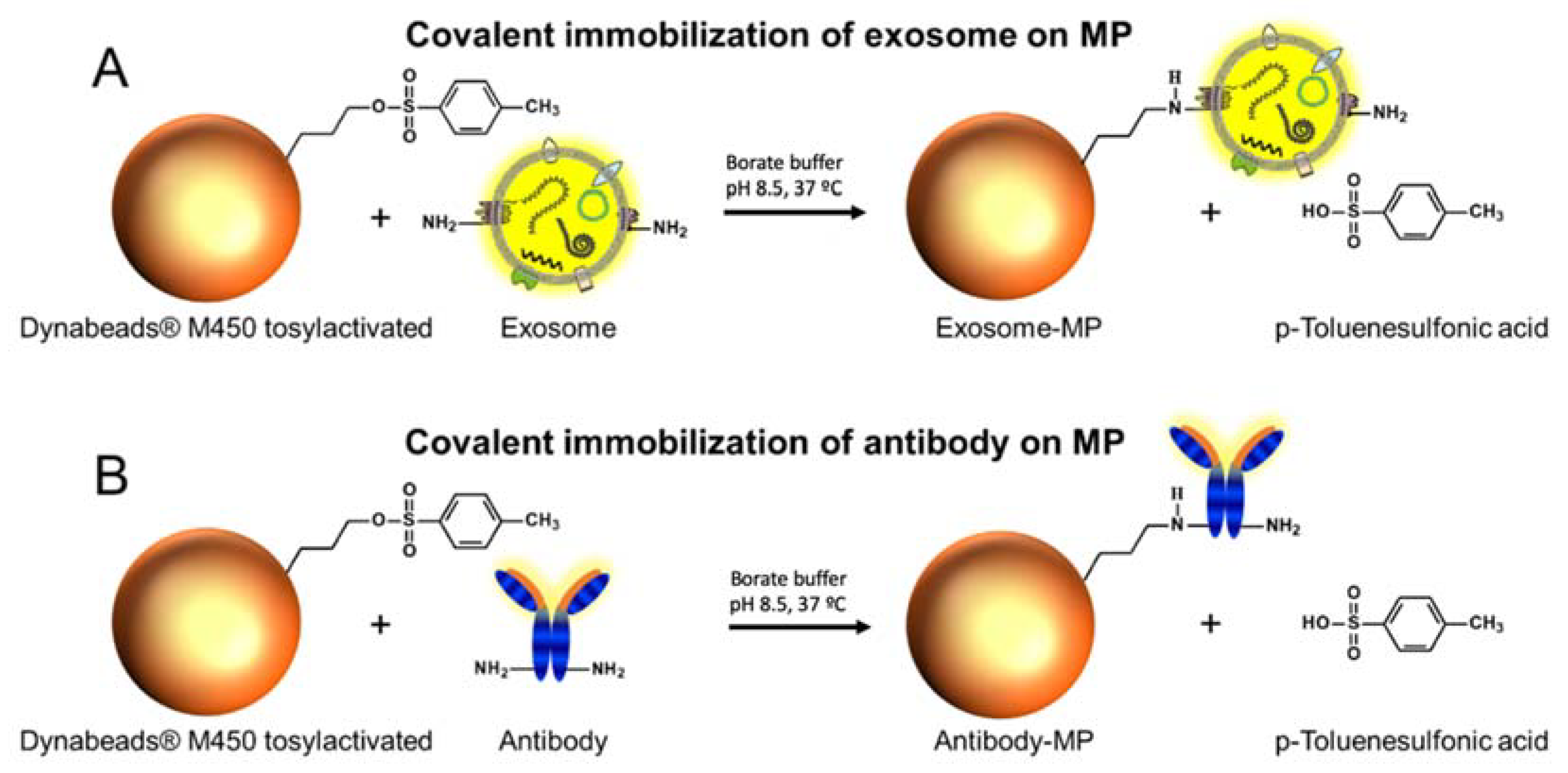 Sensors Free Full Text Matrix Effect In The Isolation Of Breast Cancer Derived Nanovesicles By Immunomagnetic Separation And Electrochemical Immunosensing A Comparative Study Html Sensors Free Full Text Matrix Effect In The Isolation Of Breast Cancer Derived Nanovesicles By Immunomagnetic Separation And Electrochemical Immunosensing A Comparative Study Html
