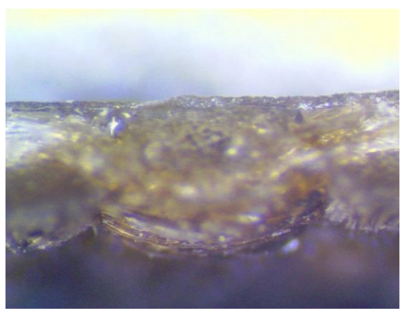 Sensors 20 01920 g002