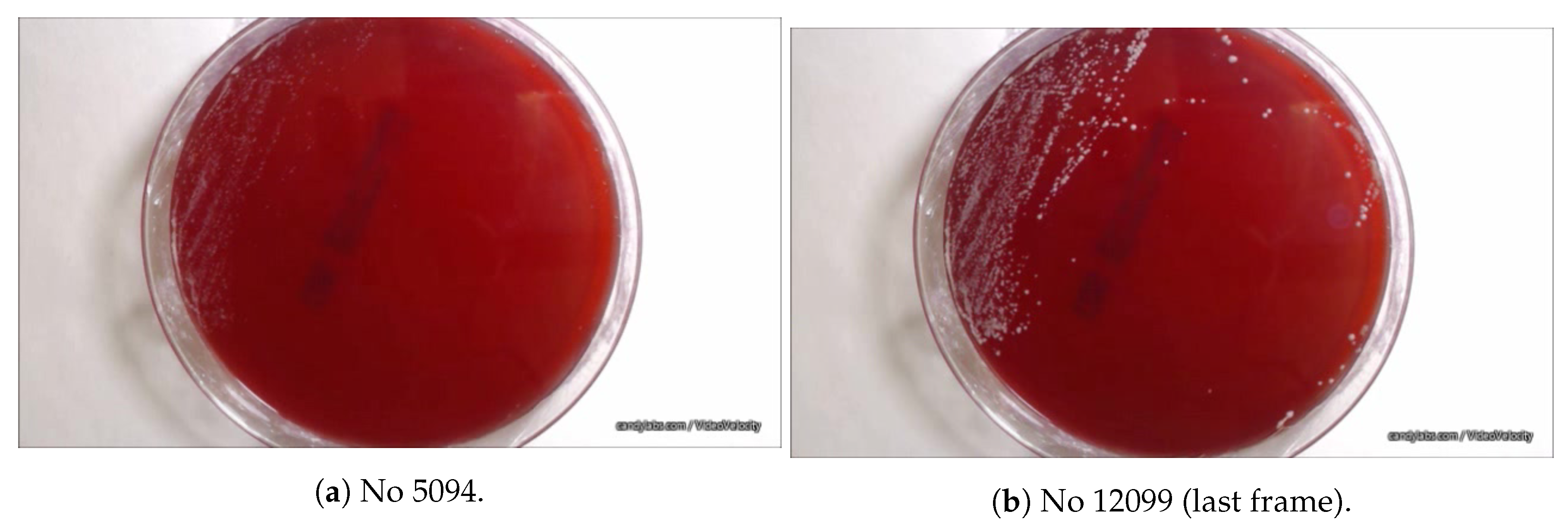 Sensors 20 02545 g002