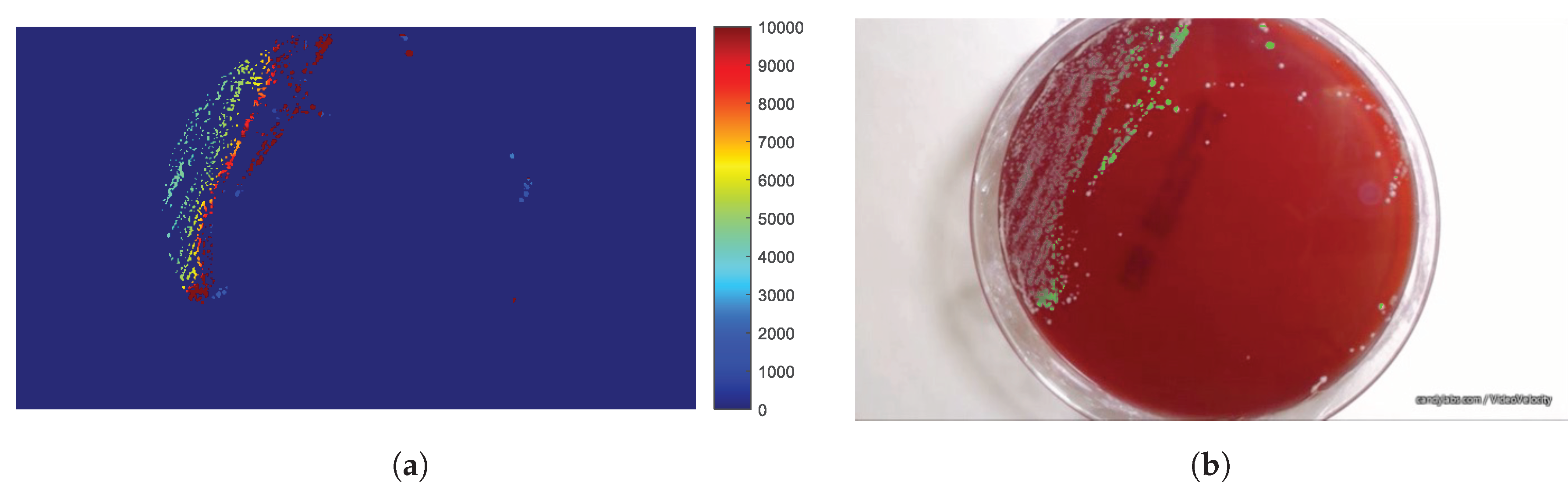 Sensors 20 02545 g013