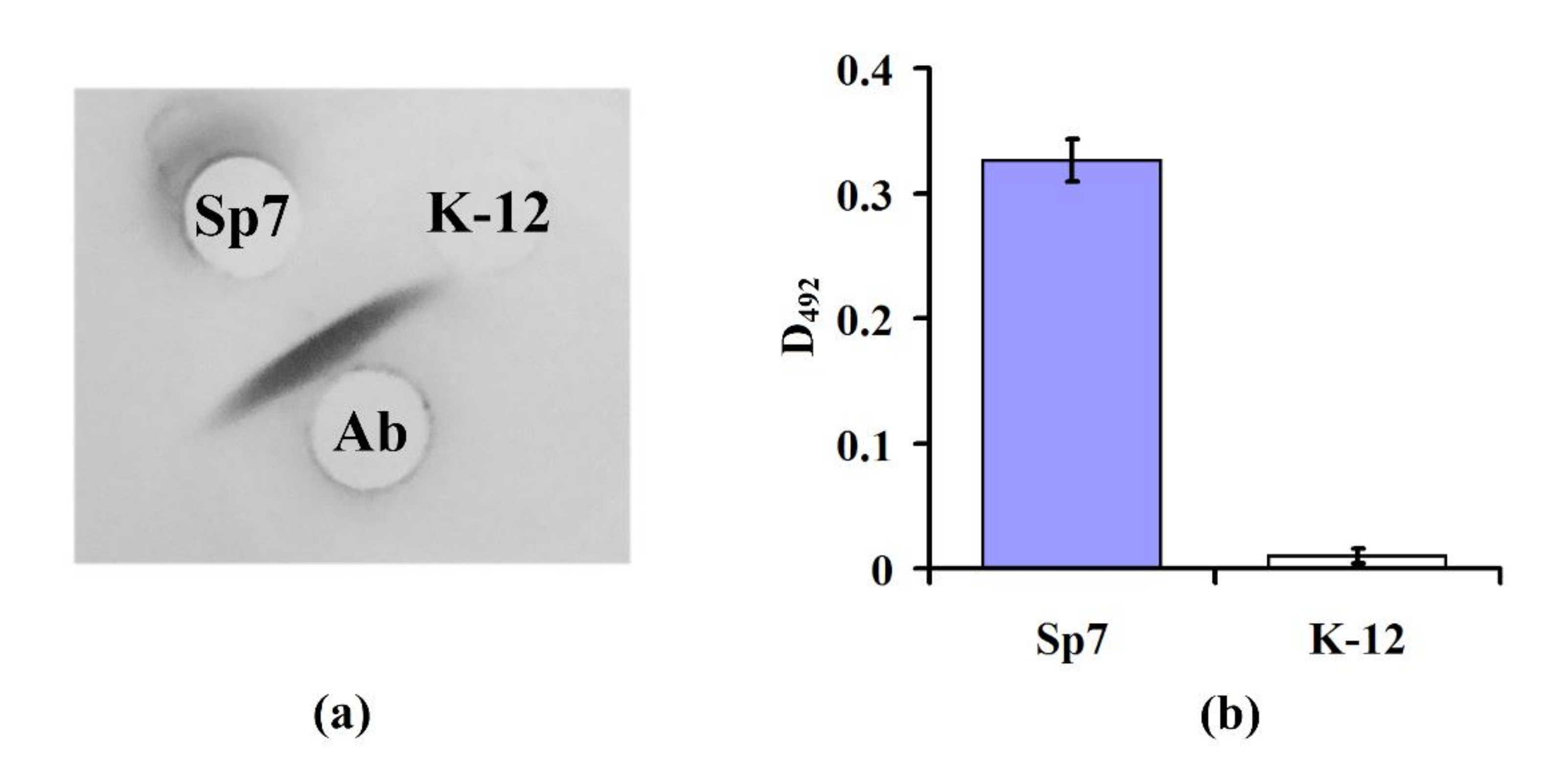Sensors 20 03003 g005