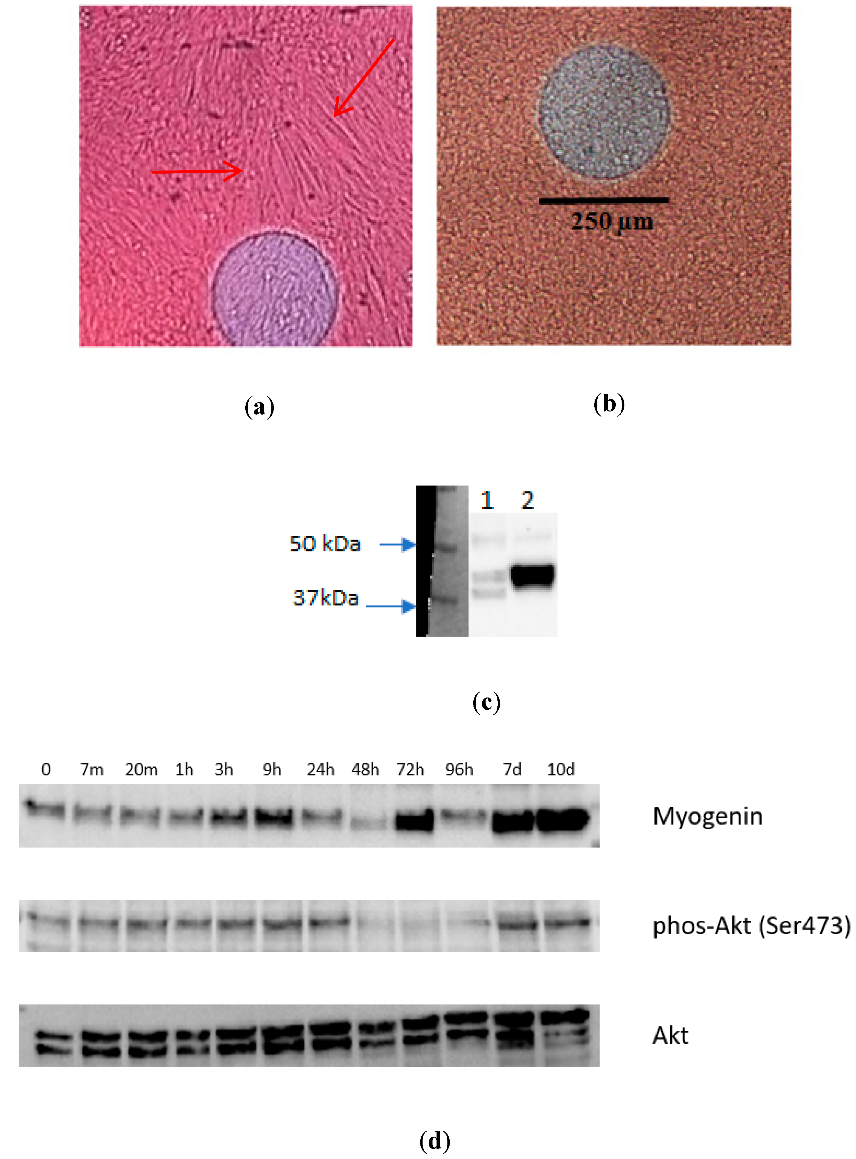 Sensors 20 03152 g006