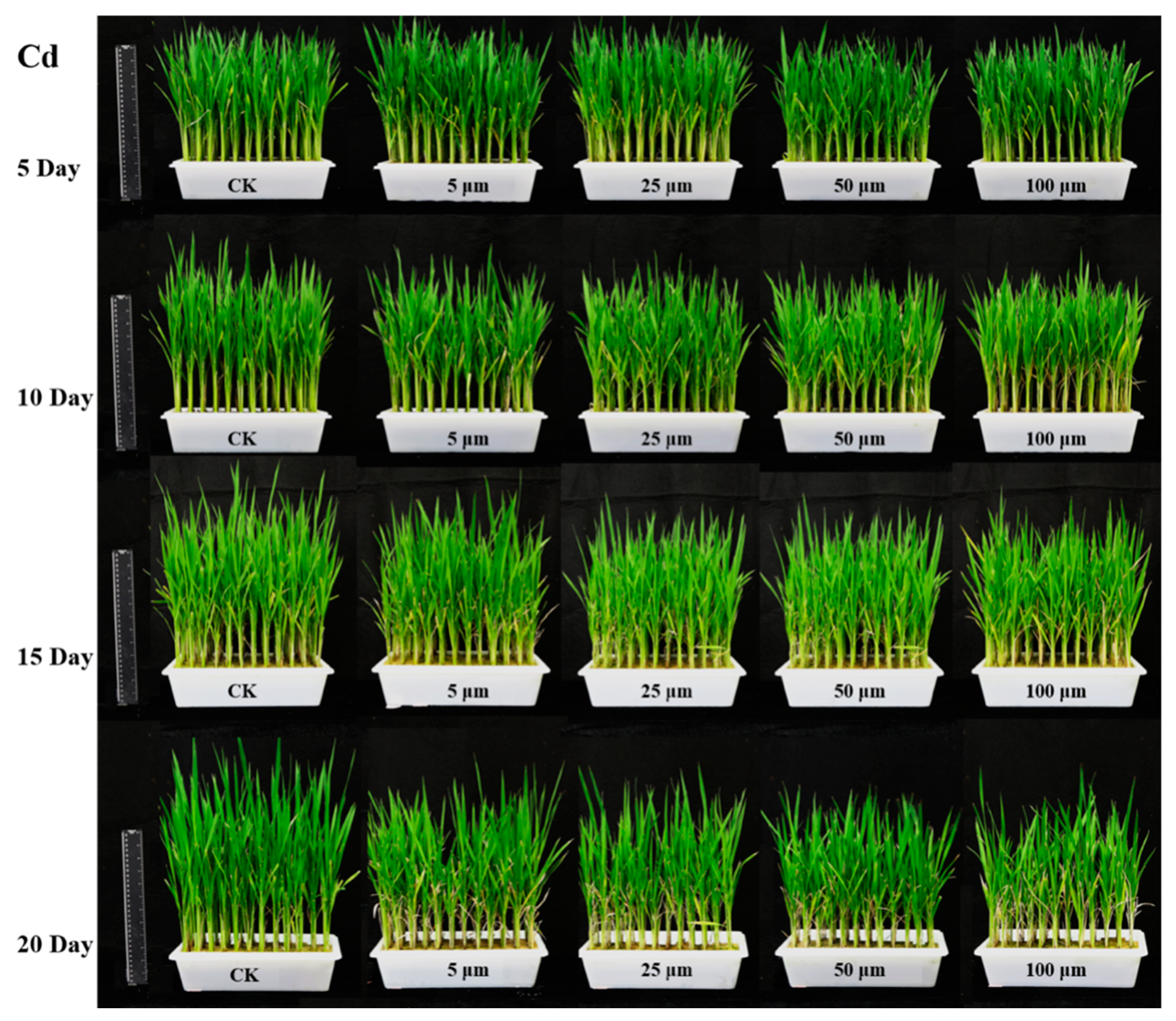 Sensors 20 03229 g001 Sensors 20 03229 g001