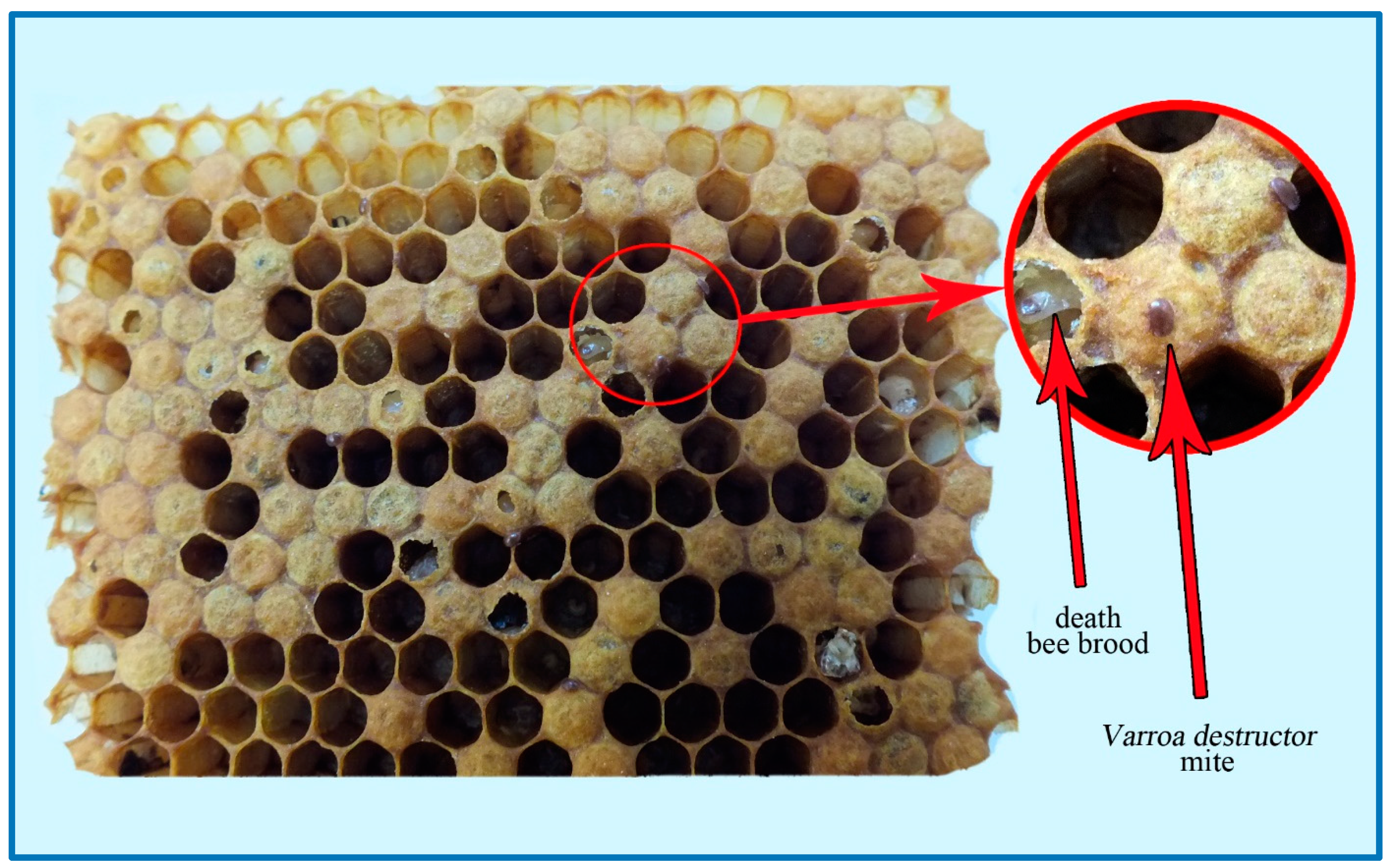 Sensors 20 04014 g003