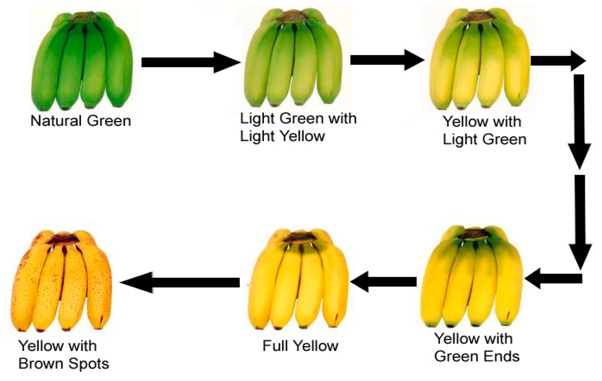 El boniato produce gases