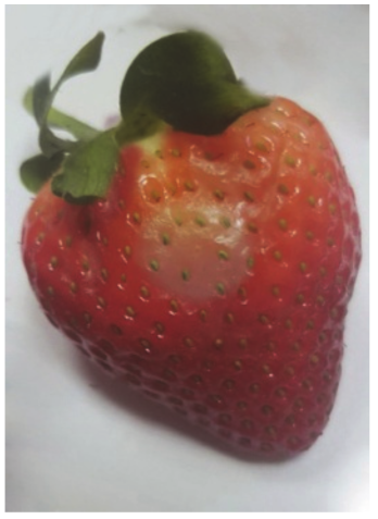 Sensors 20 04389 i004