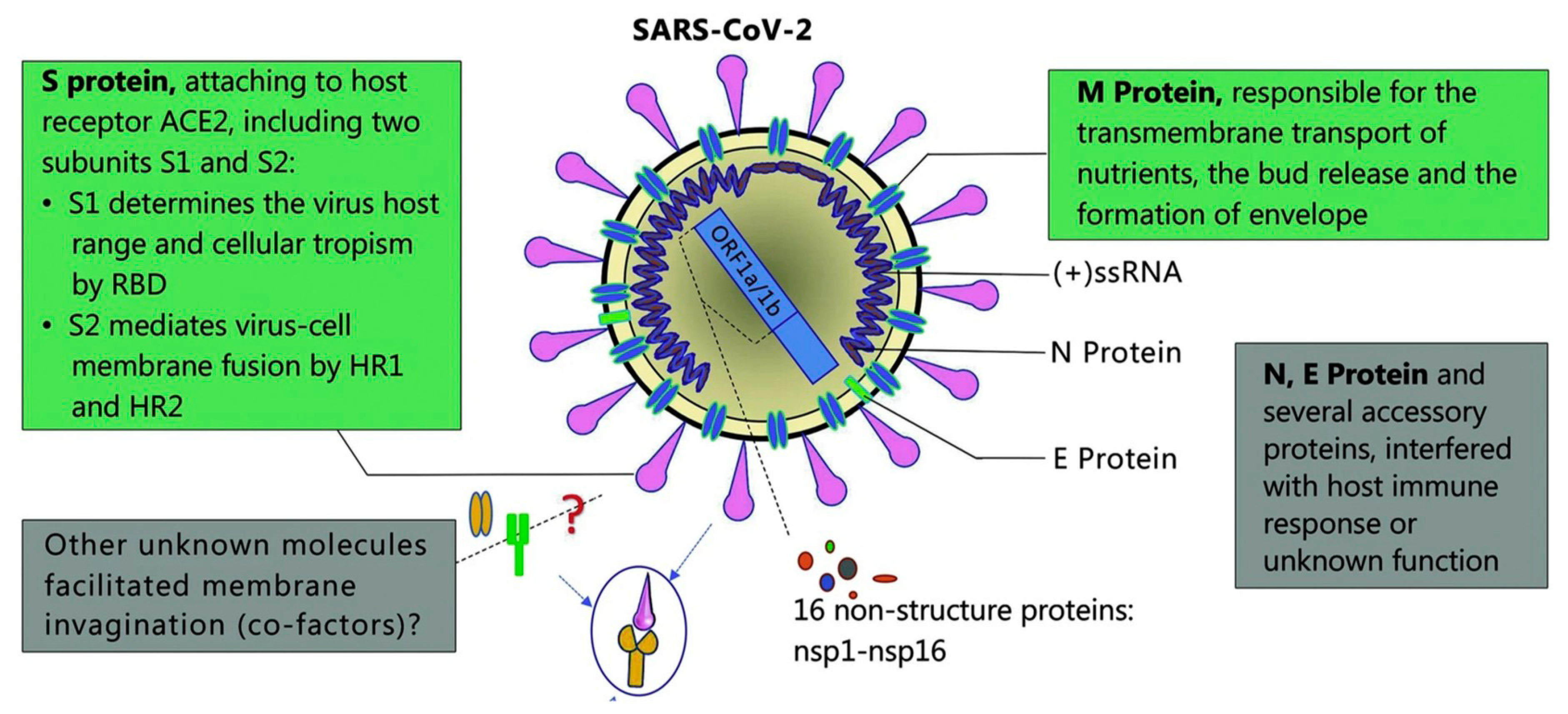 Рнк sars cov 2. Белки вируса SARS-cov-2. Структура вируса SARS cov. Структура SARS-cov-2. Структура s-белка вируса SARS-cov-2.