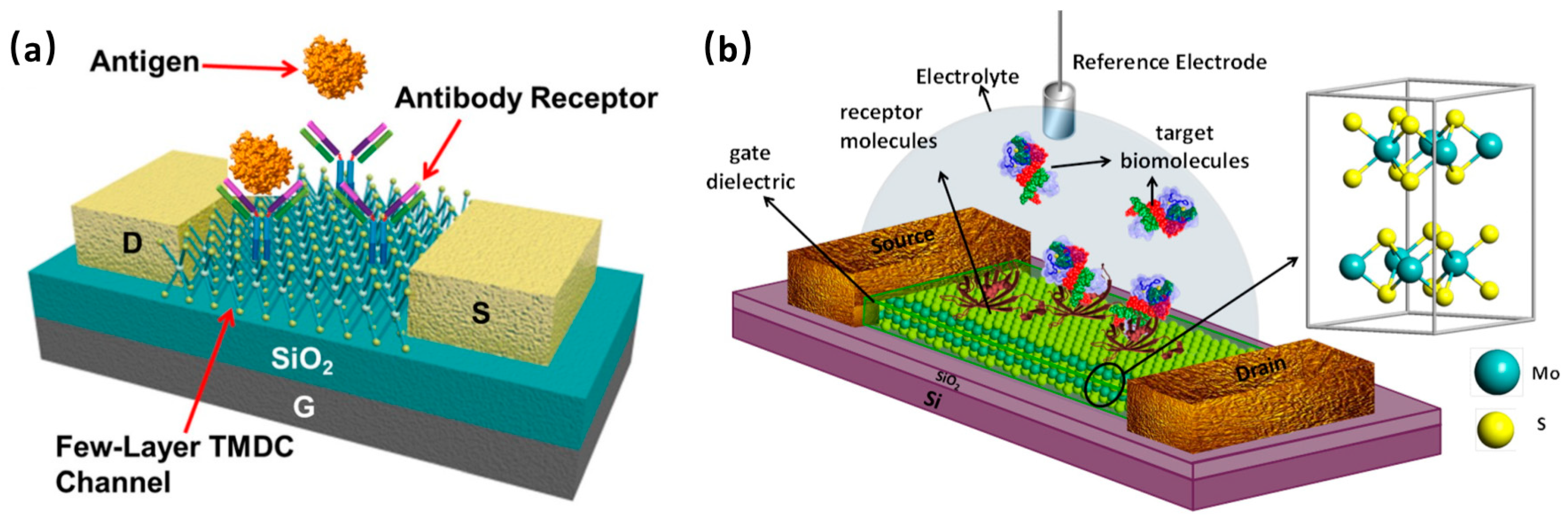 Биосенсор второго поколения. Биосенсор для экологии. Field Effect Transistor. Макет начального биосенсора. Field effect