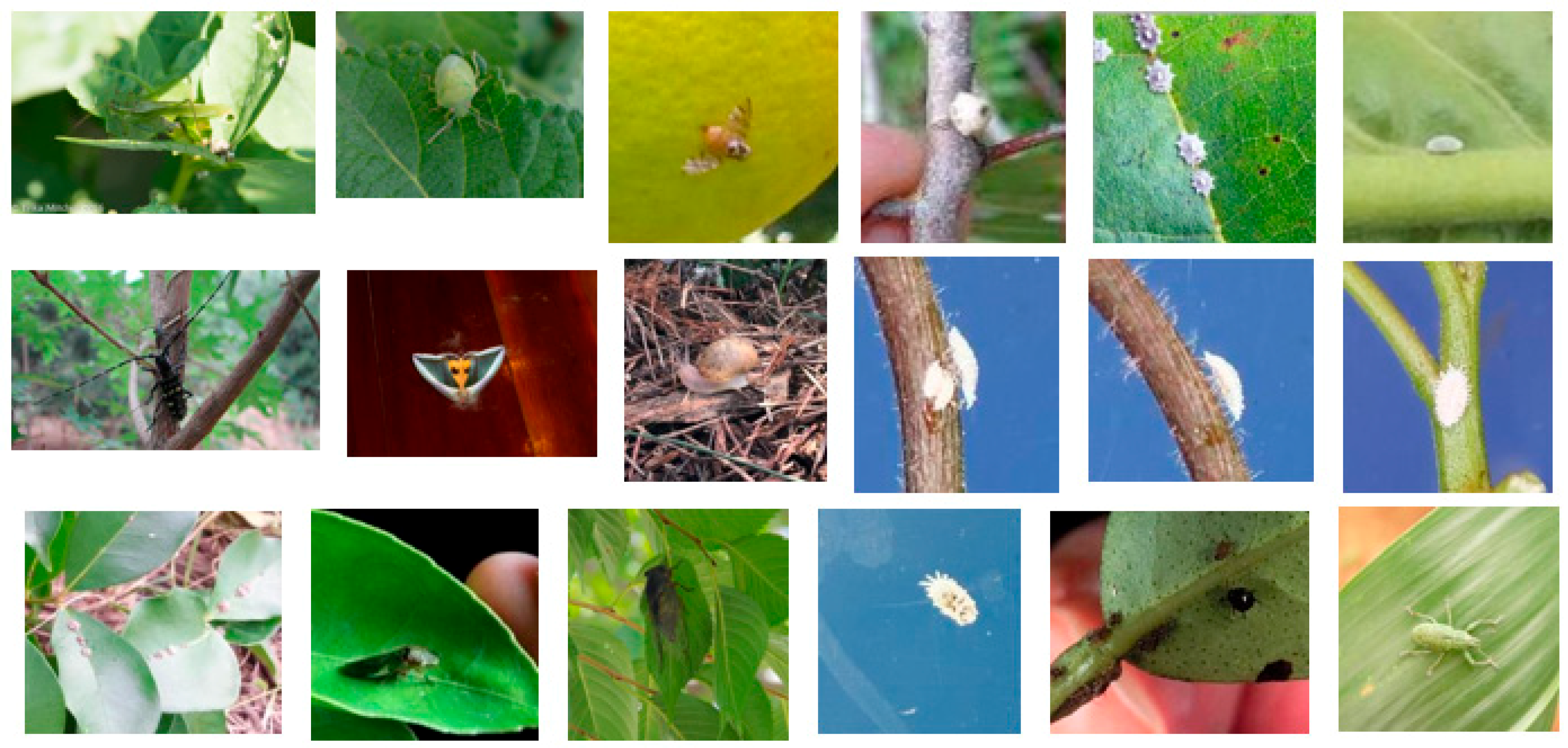 Sensors | Free Full-Text | Classification Accuracy Improvement for Small-Size Citrus Pests and Diseases Using Bridge Connections in Deep Neural Networks Sensors | Free Full-Text | Classification Accuracy Improvement for Small-Size Citrus Pests and Diseases Using Bridge Connections in Deep Neural Networks