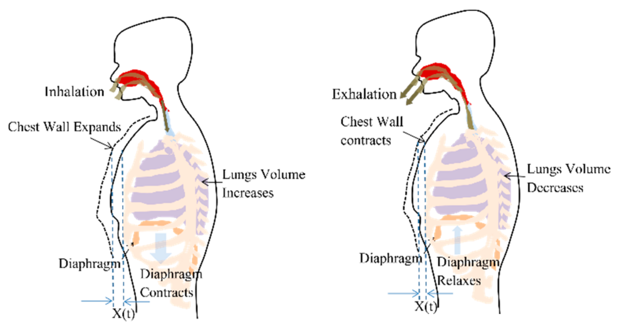Sensors Free FullText Modelling of Chest Wall Motion for Cardiorespiratory Activity for