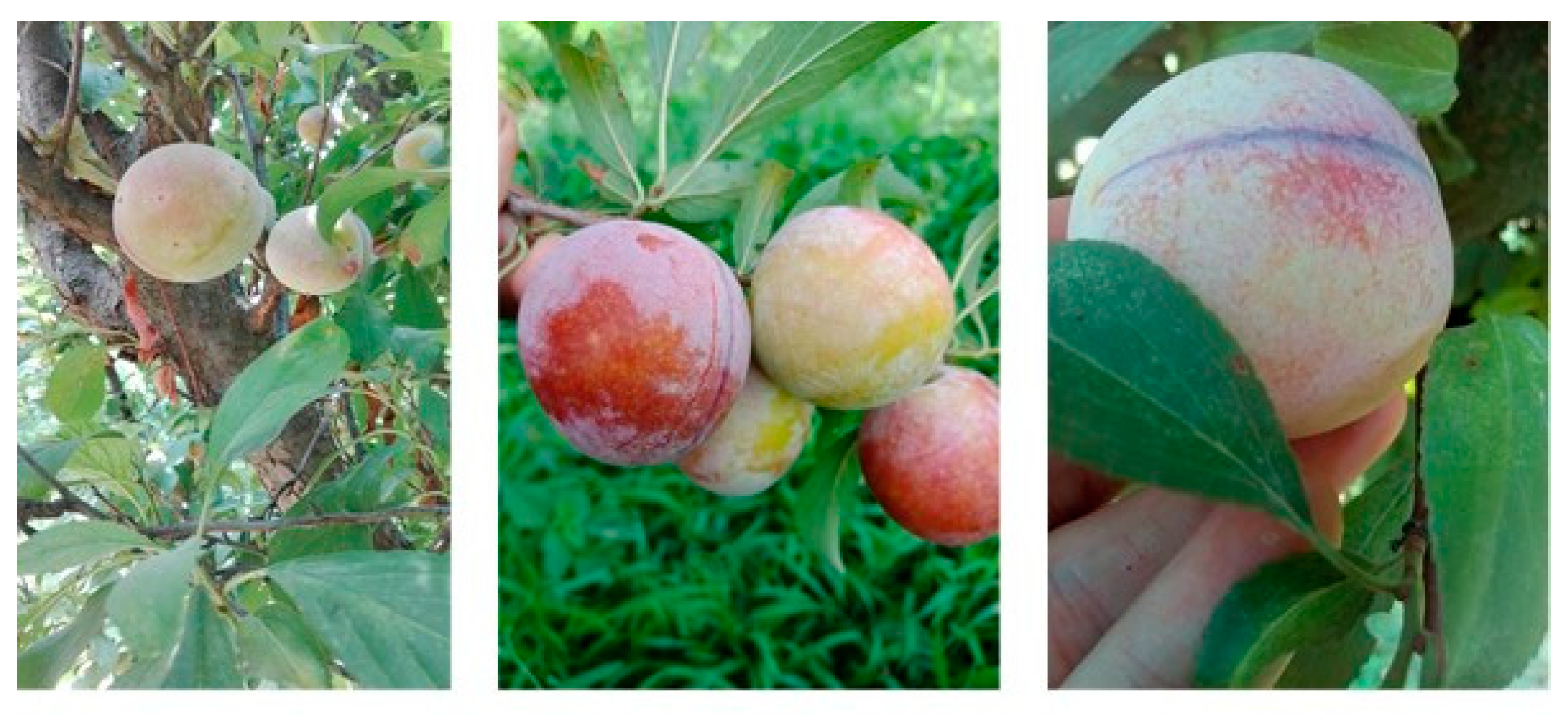 Sensors 20 05569 g001