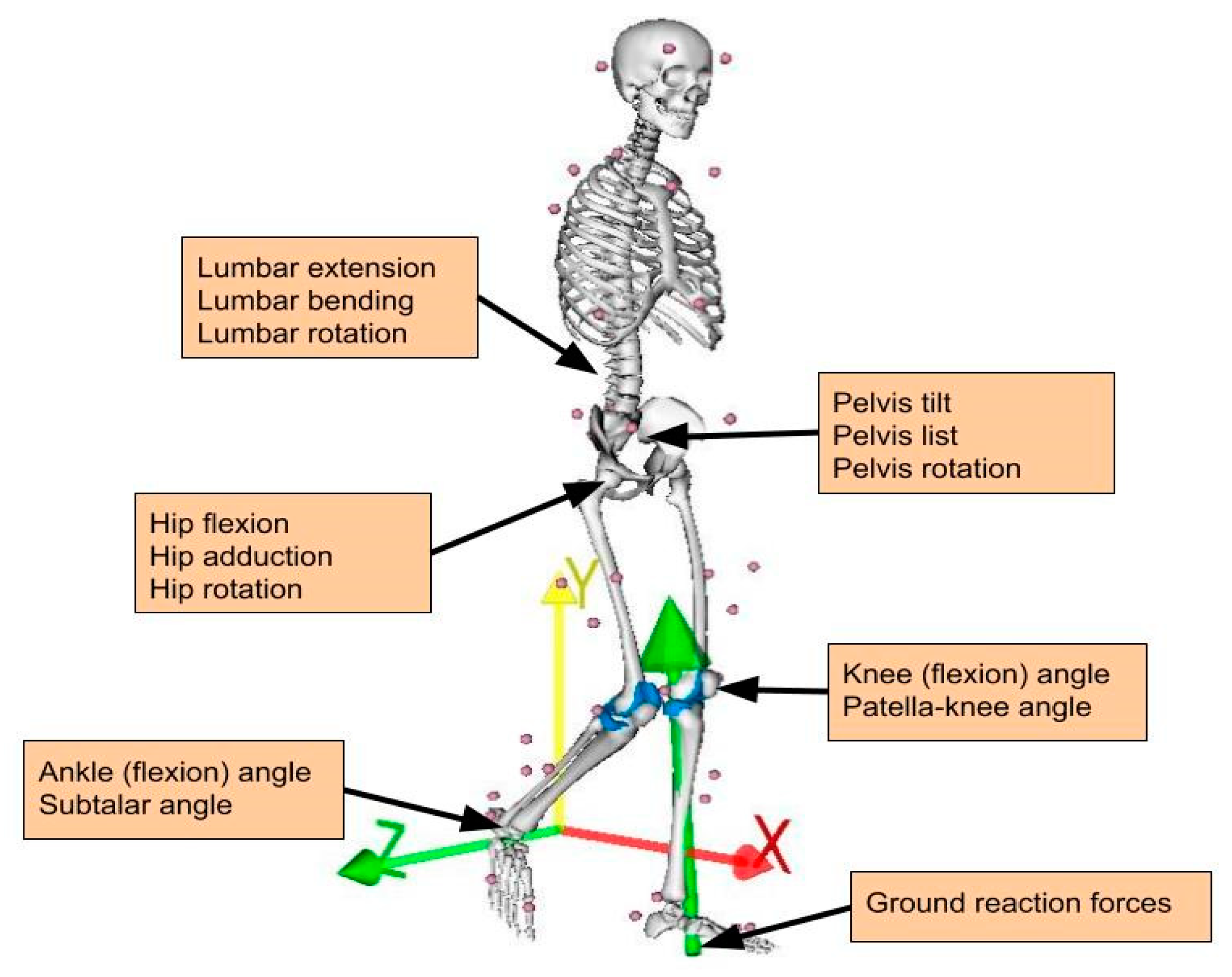 Sensors | Free Full-Text | Real-Time Prediction of Joint Forces by Motion Capture and Machine Learning