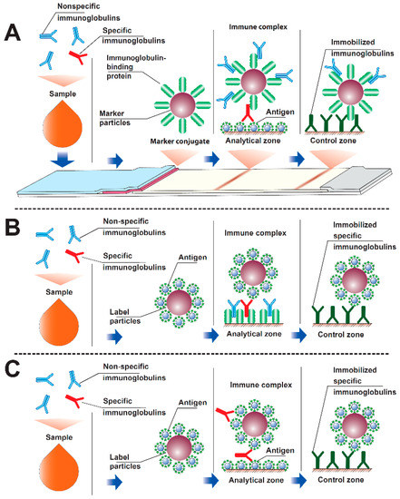 B' Flow ピンク Capillary leak and endothelial permeability in critically
