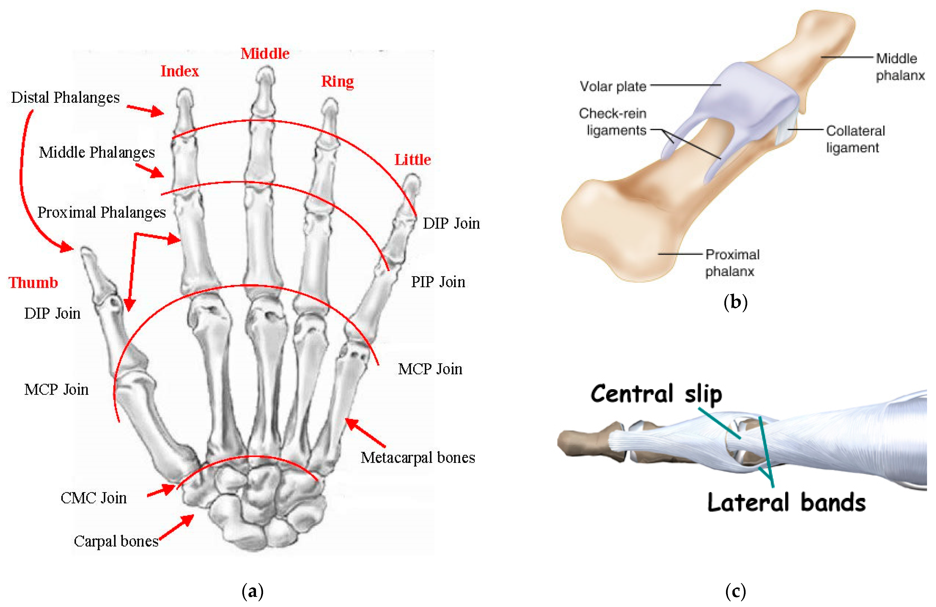 Sensors Free FullText Human Hand AnatomyBased Prosthetic Hand
