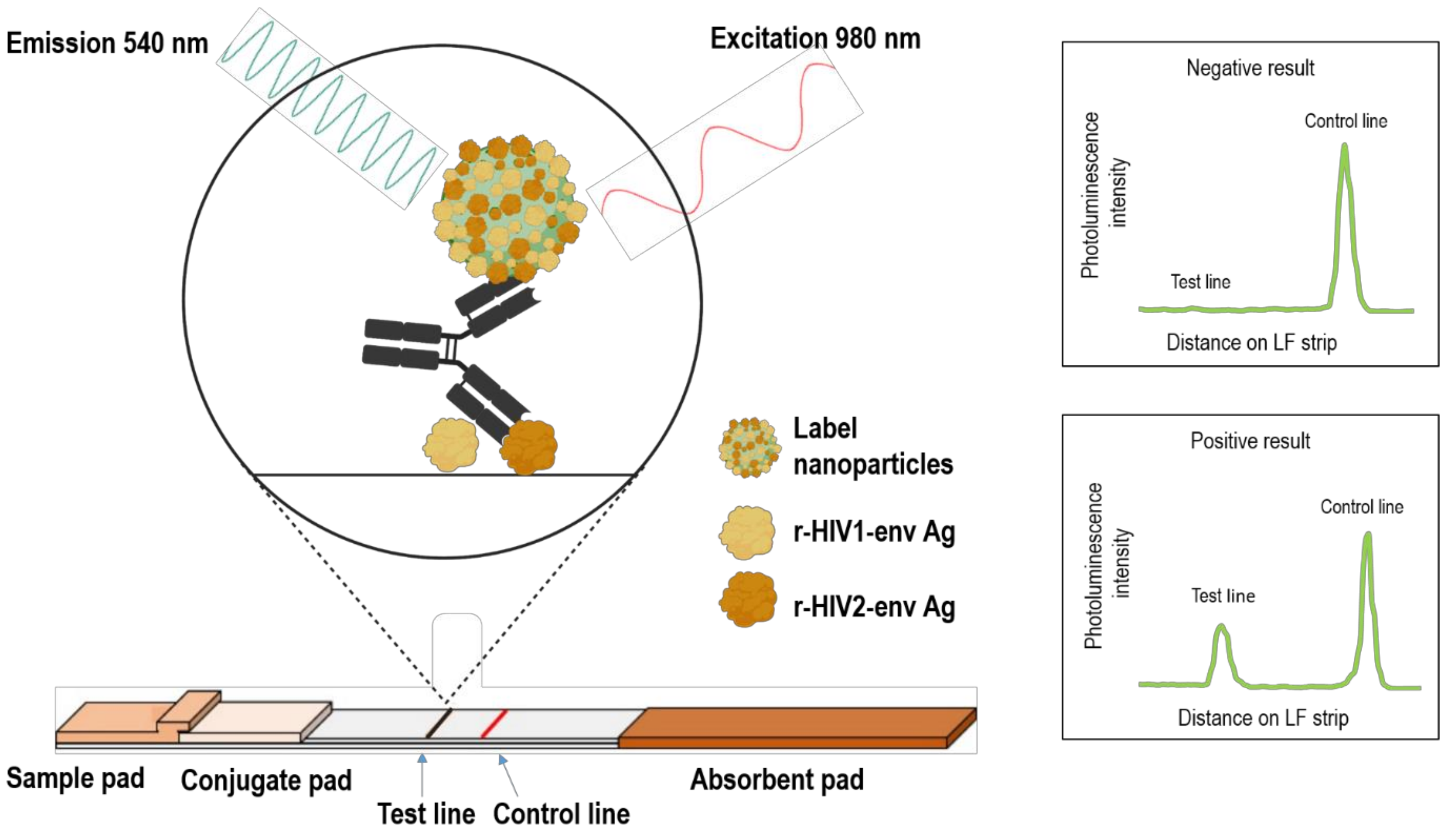 Sensors Free FullText DoubleAntigen Lateral Flow Immunoassay for