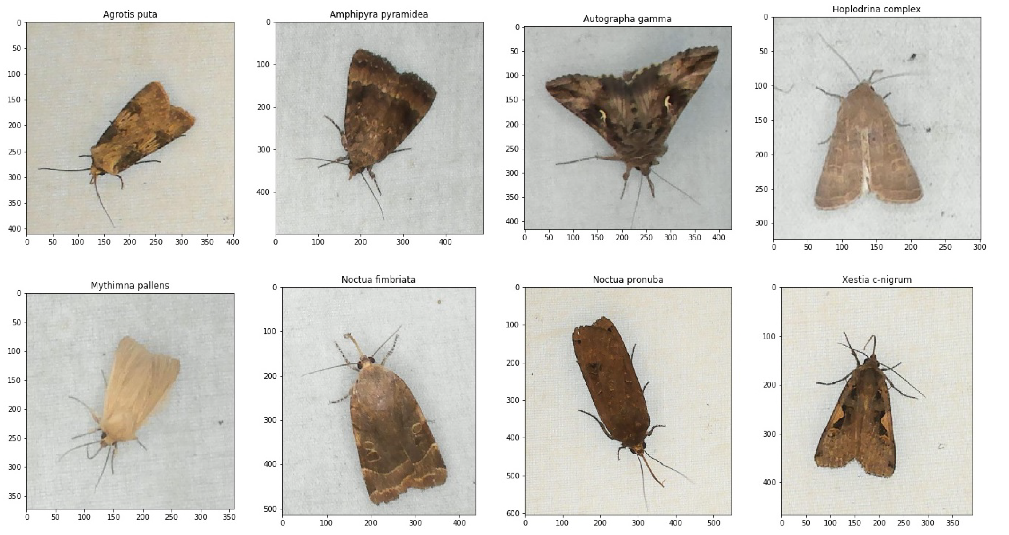 Tracing moth trap evolution: From ancient techniques to modern