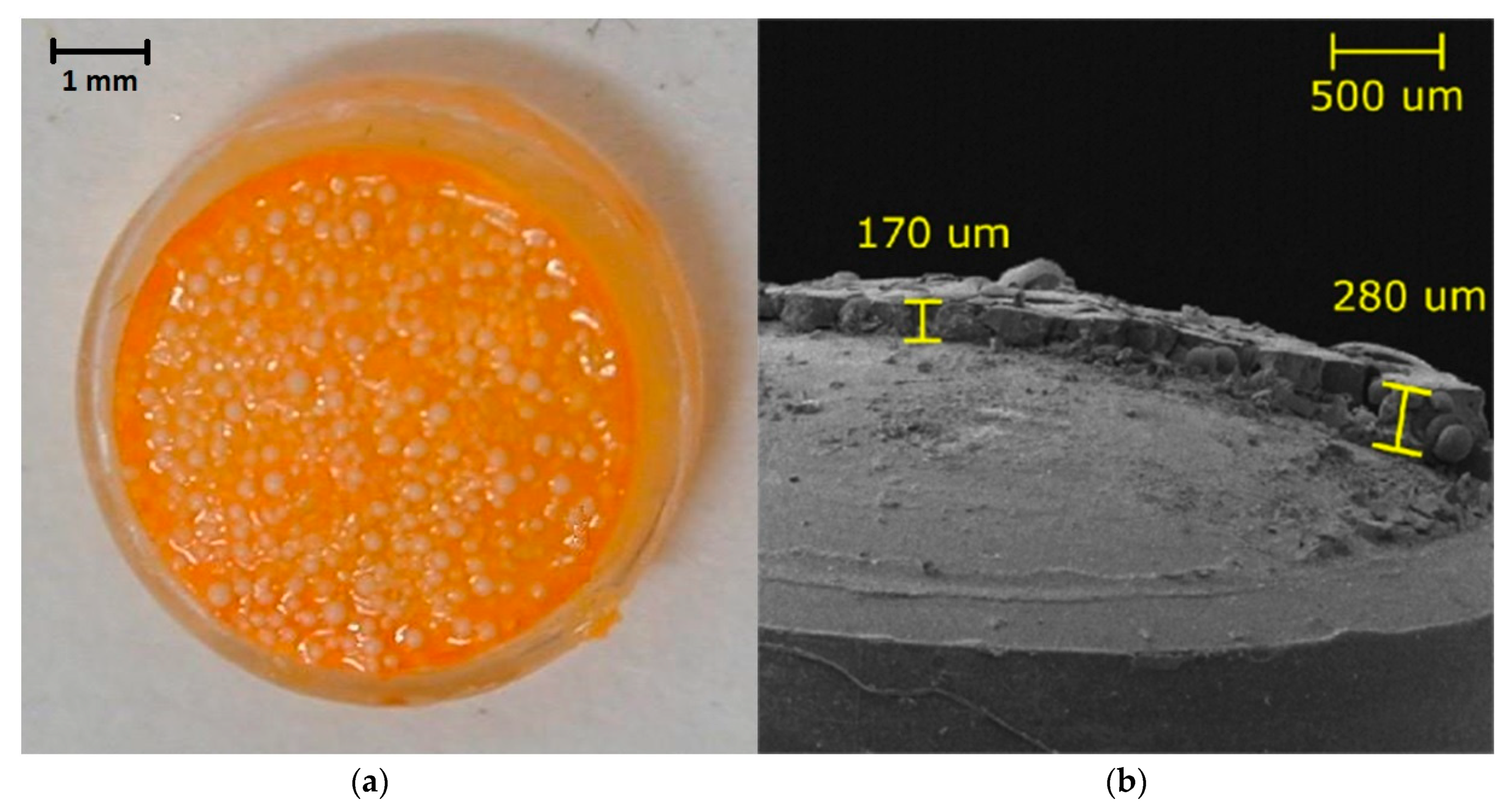 Sensors 21 00565 g001 Sensors 21 00565 g001