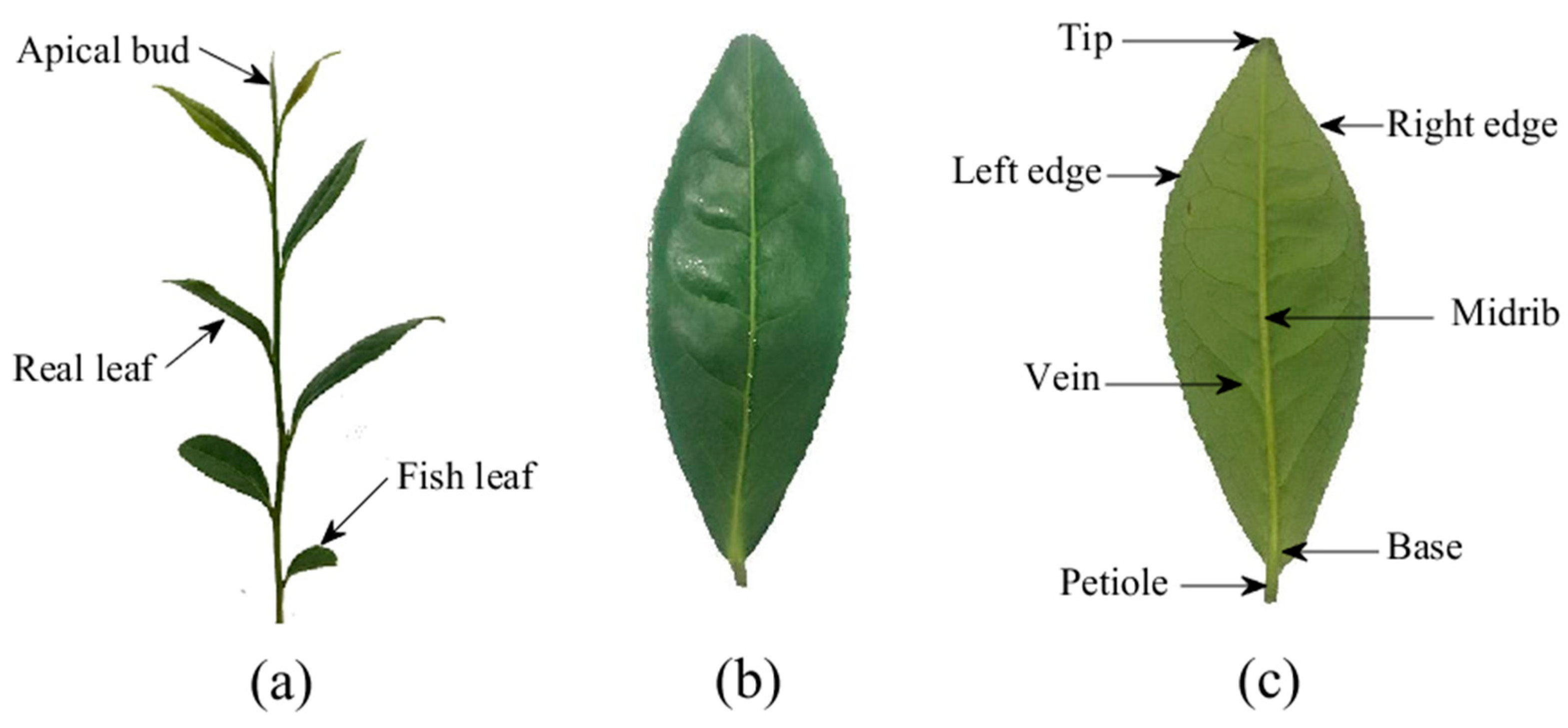 Sensors 21 01304 g002 Sensors 21 01304 g002