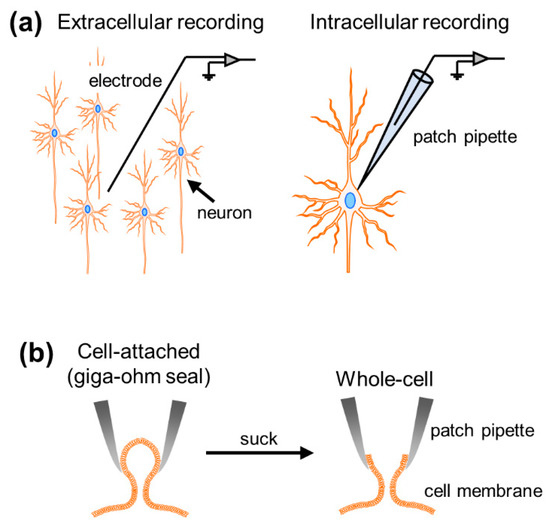 Sensors Free FullText In Vivo WholeCell PatchClamp Methods