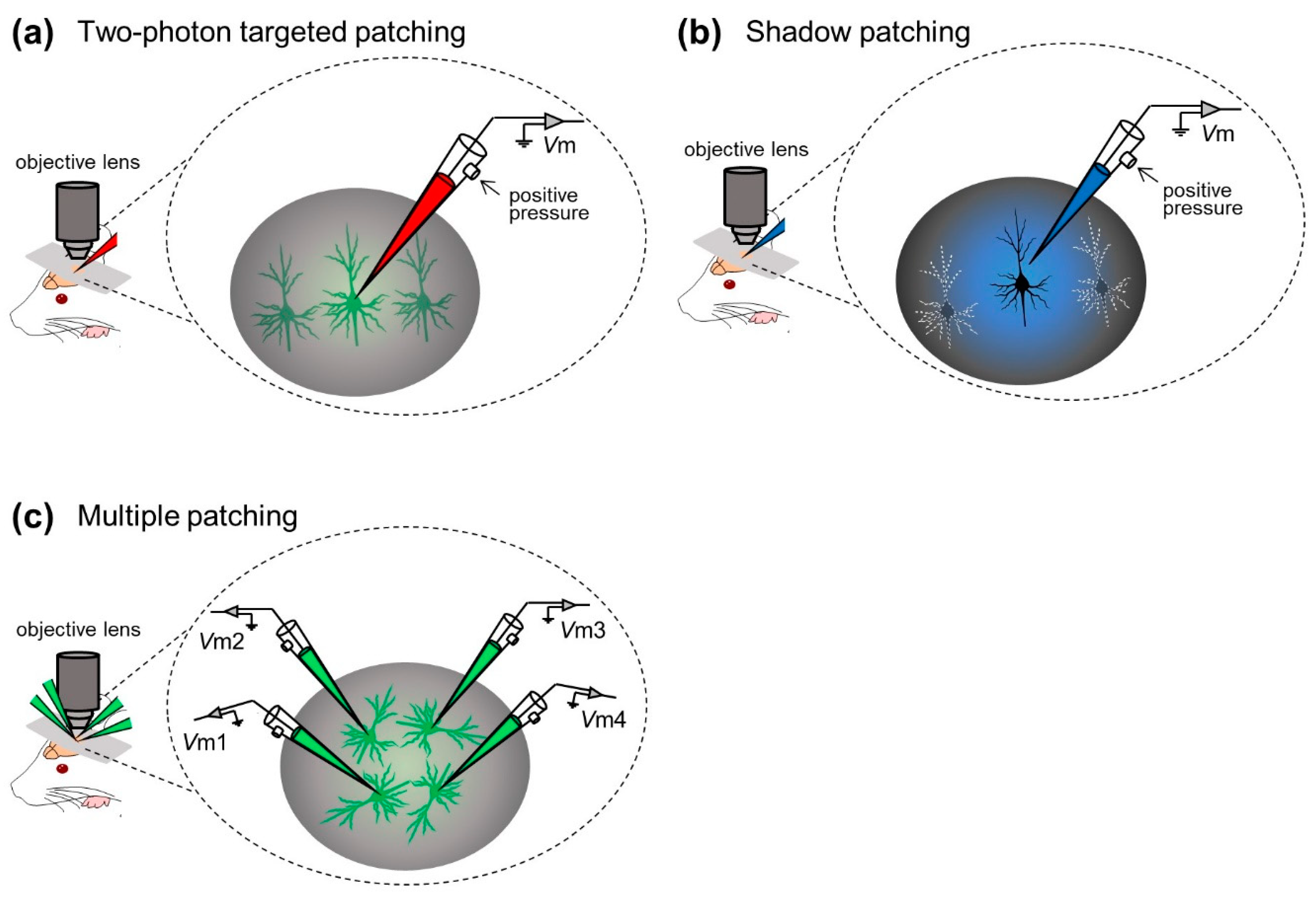 Sensors Free FullText In Vivo WholeCell PatchClamp Methods