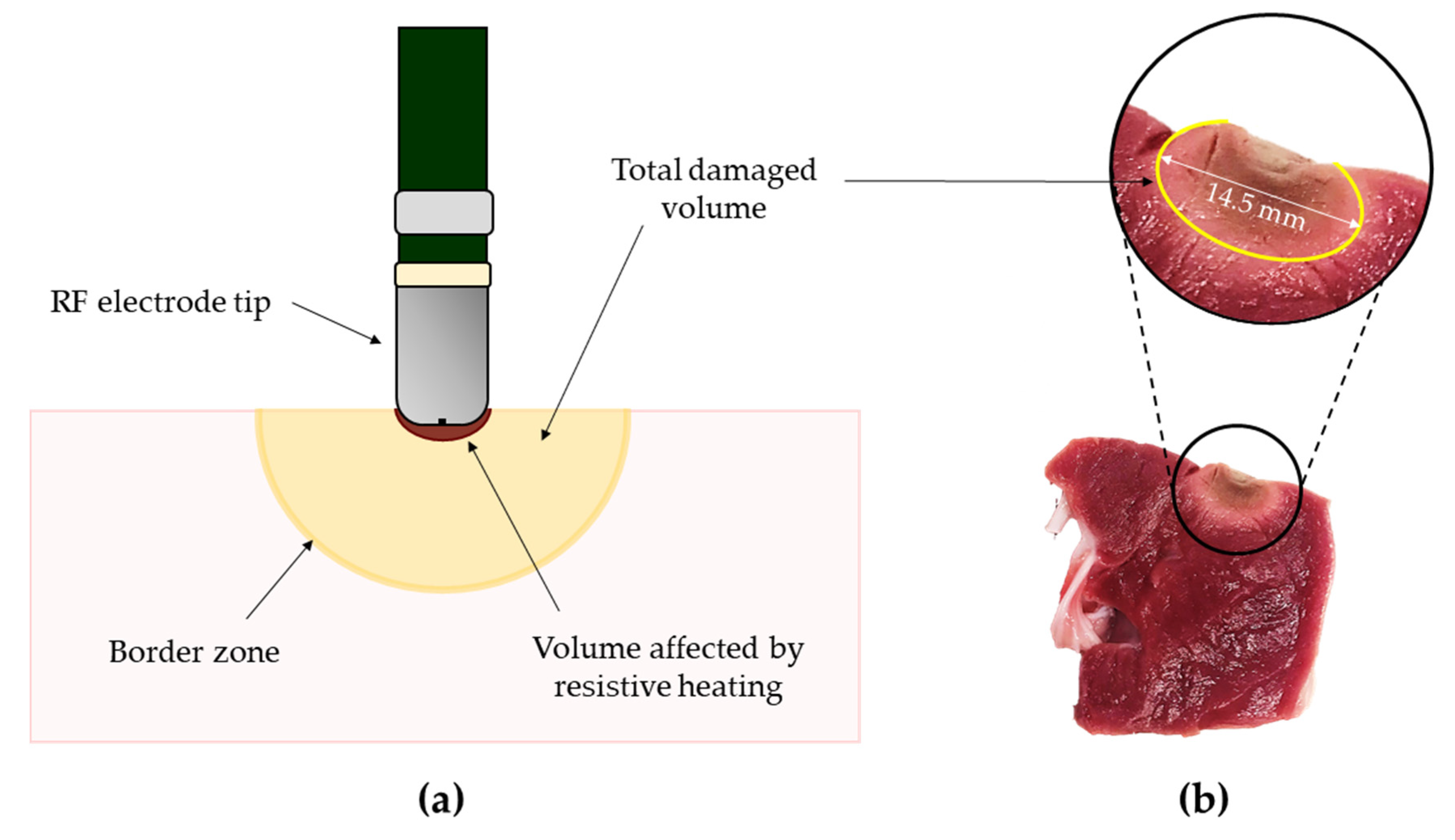 In vivo tests - UB-CARE ITALY