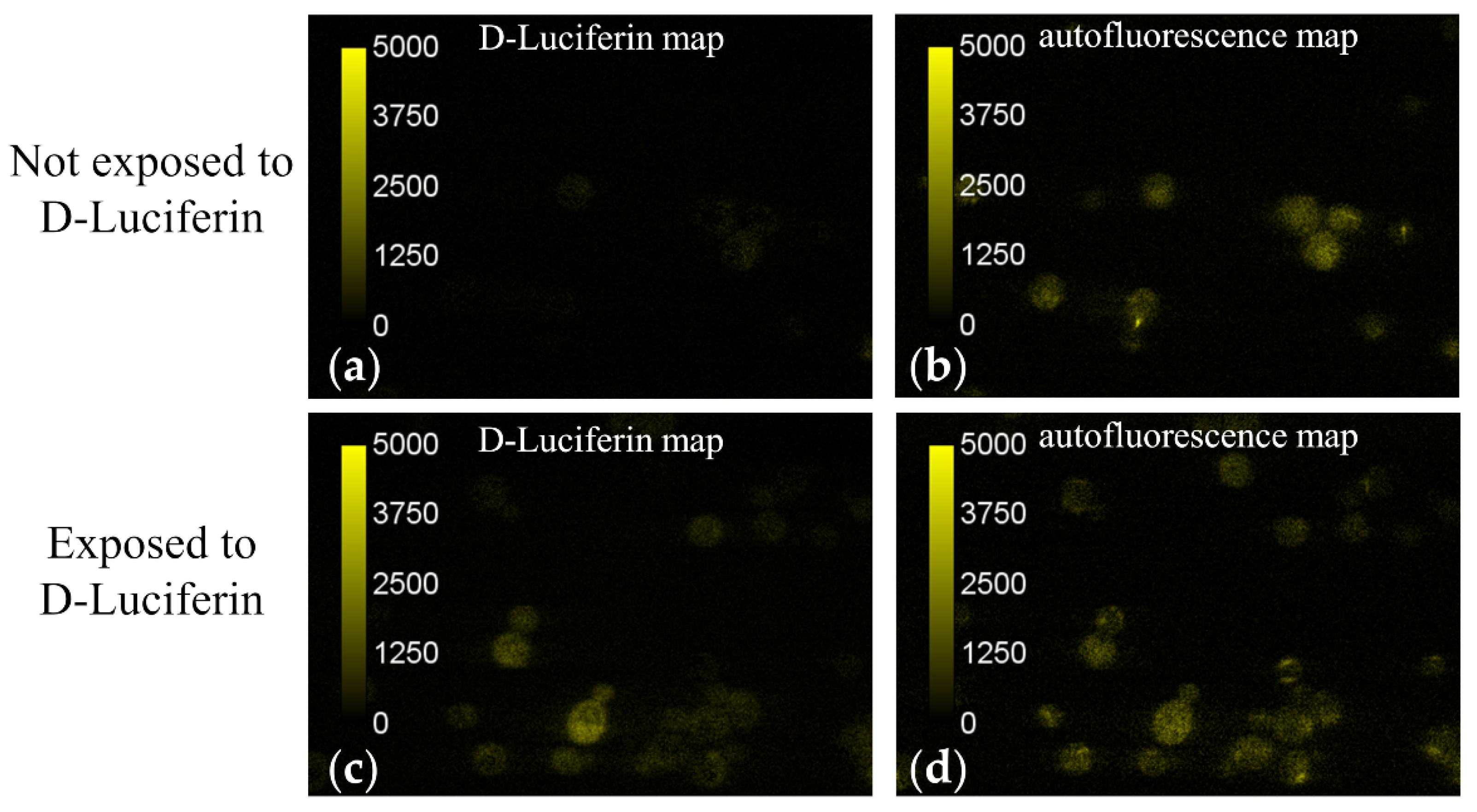 Sensors 21 03177 g005