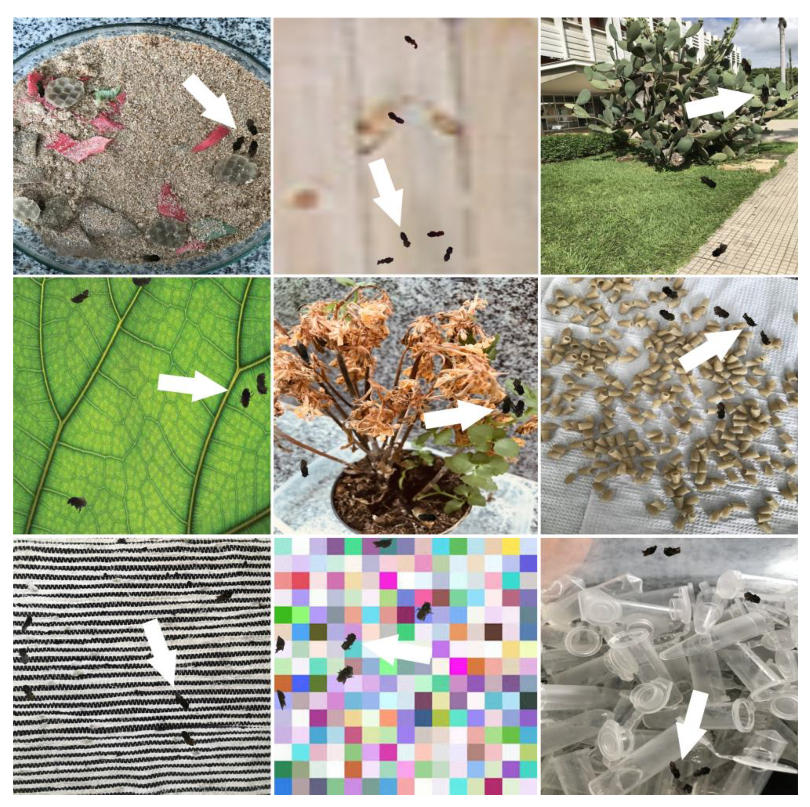 Sensors 21 03237 g004 Sensors 21 03237 g004