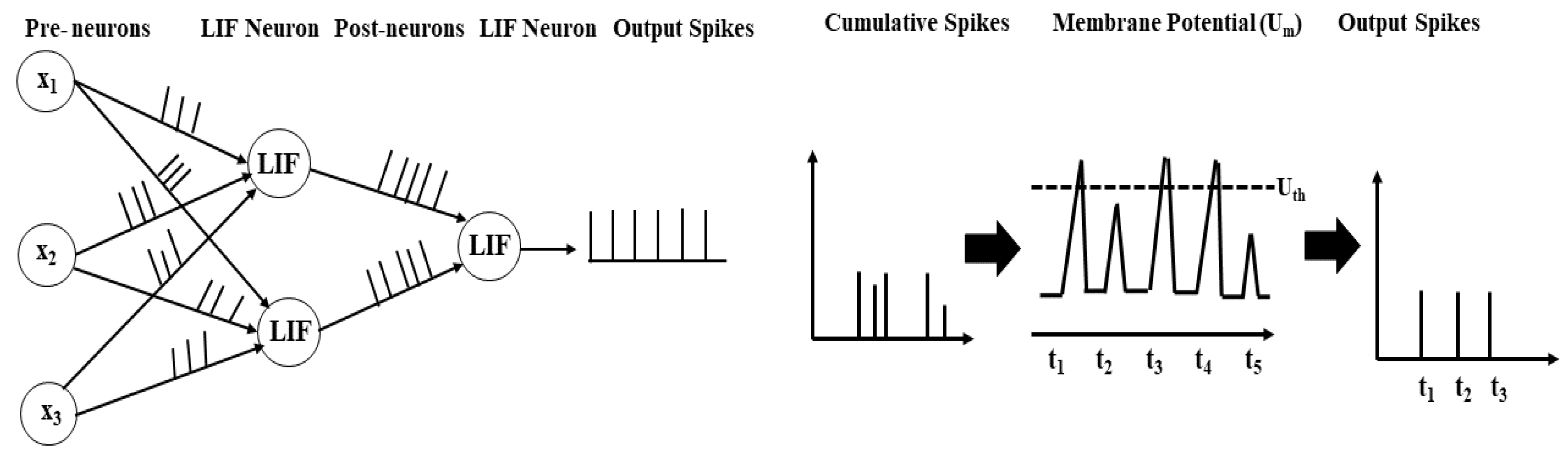 Exploring Optimized Spiking Neural Network Architectures for ...