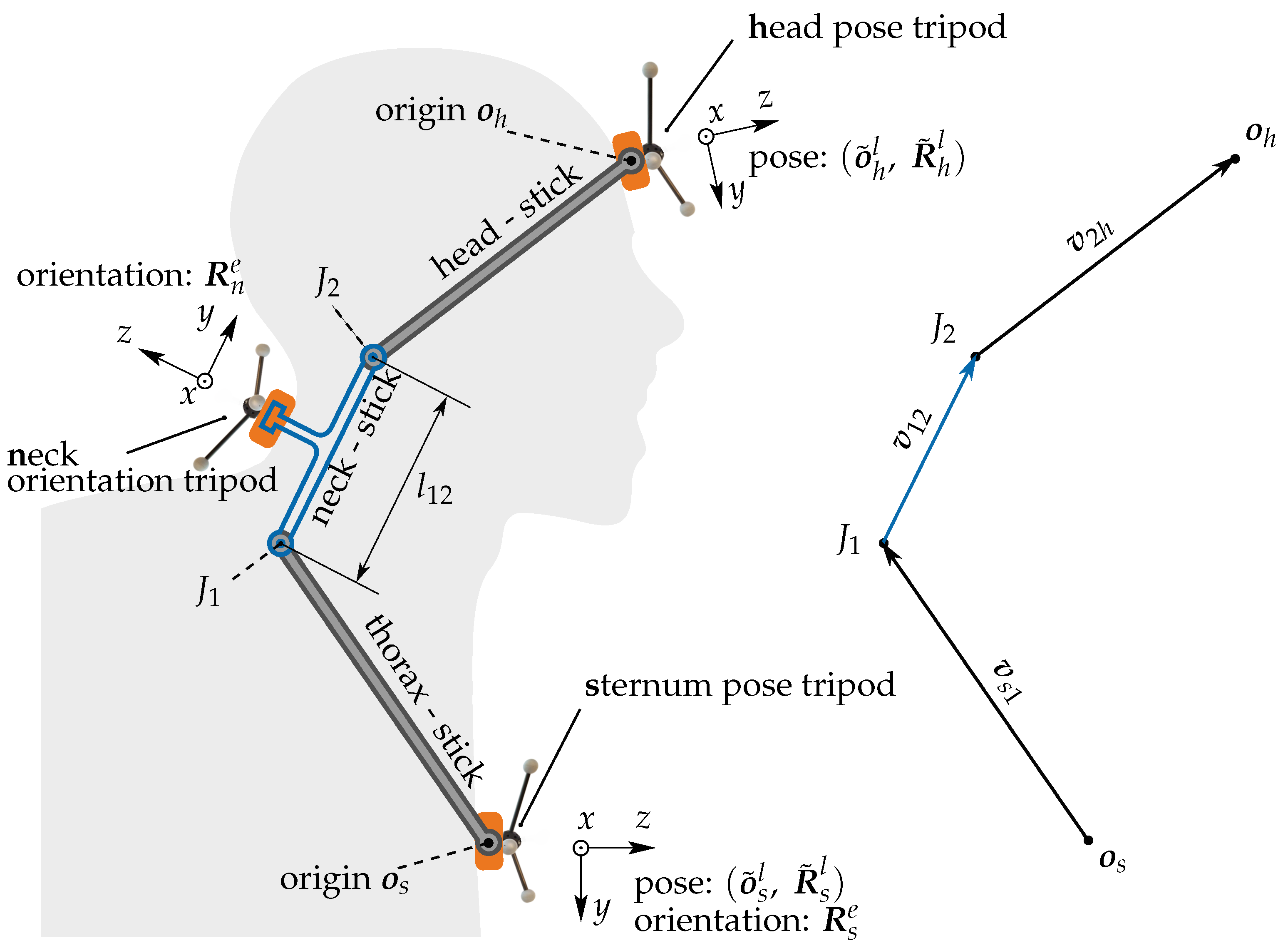 Sensors Free Full Text A Two Joint Neck Model To Identify Malposition Of The Head Relative To The Thorax Html