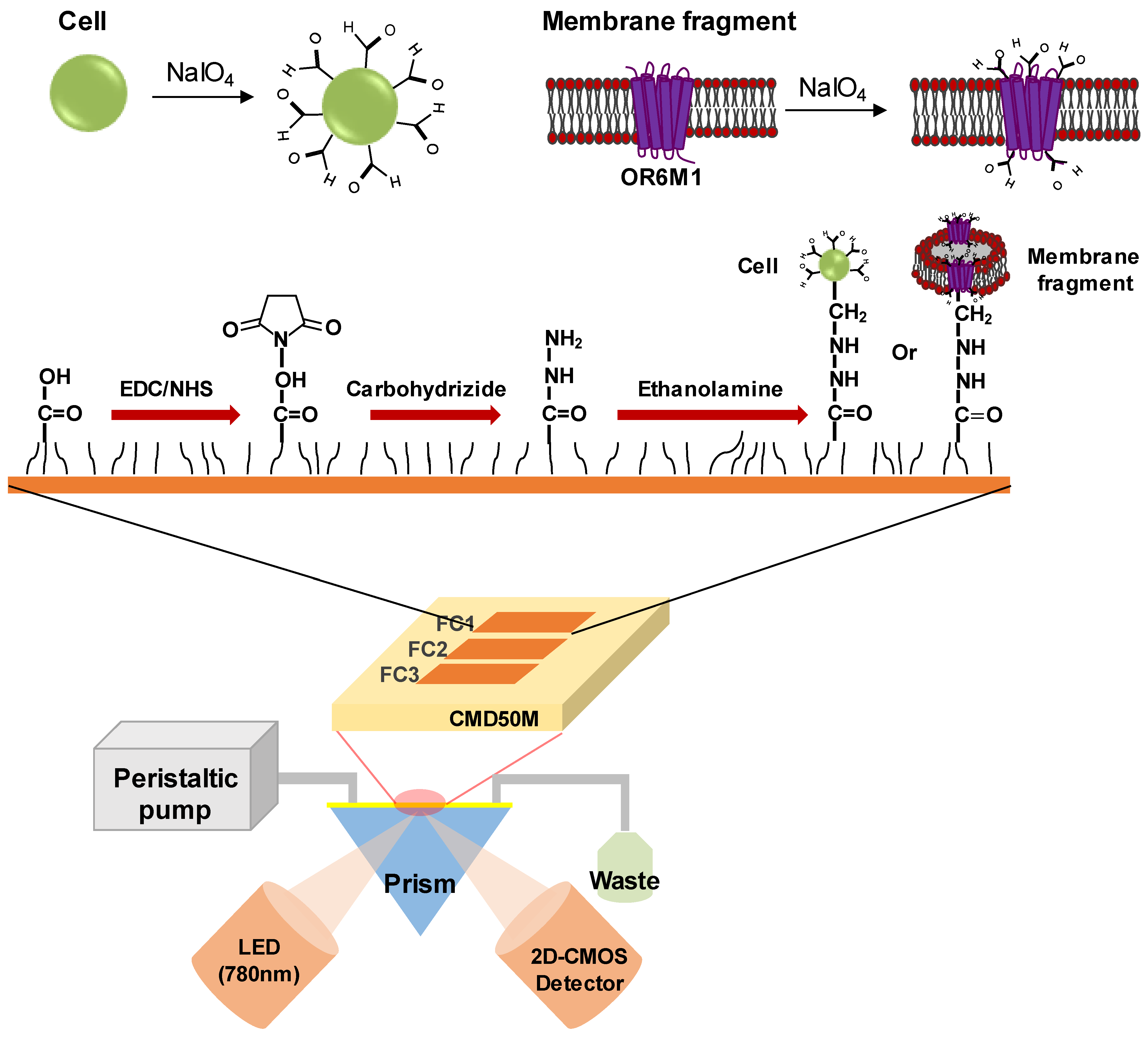 Discovery of Orphan Olfactory Receptor 6M1 as a New