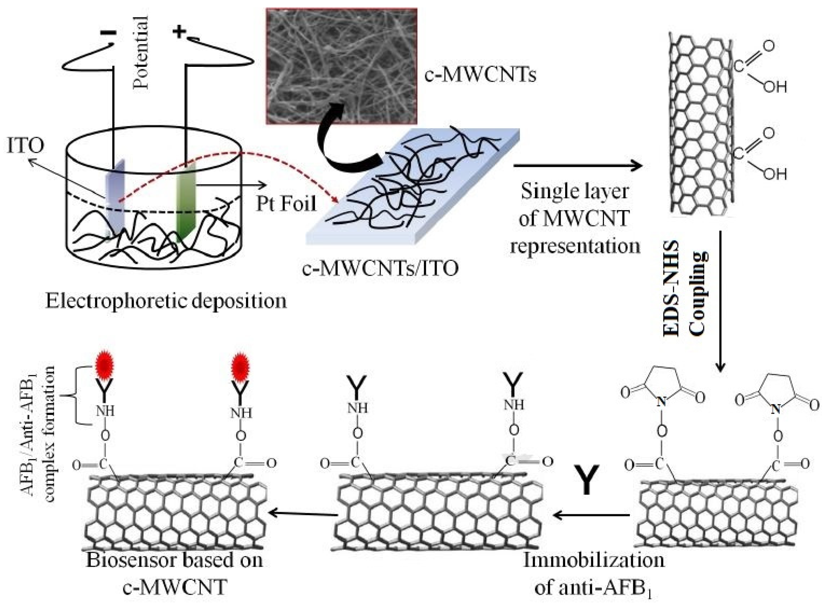 Sensors Free Full Text A Review Of The Use Of Carbon Nanotubes And Graphene Based Sensors For The Detection Of Aflatoxin M1 Compounds In Milk Html Sensors Free Full Text A Review Of The Use Of Carbon Nanotubes And Graphene Based Sensors For The Detection Of Aflatoxin M1 Compounds In Milk Html