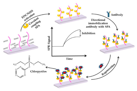 ゆん Pyrazine Dicarboxylic Acid and Phosphite-Bridging Lanthanide