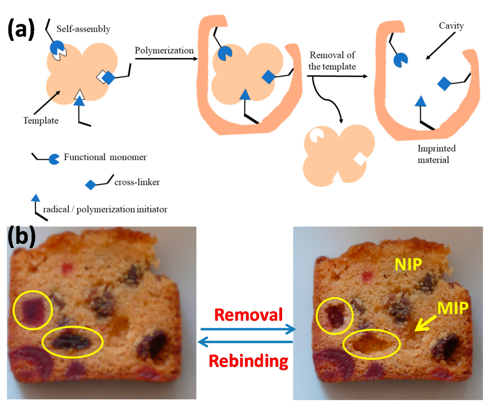 How Does an Amoeba Obtain Its Food: Essential Nutrition Insights