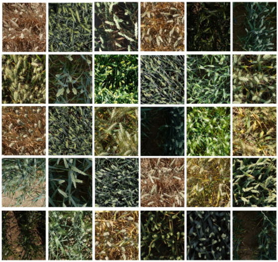 Sensors | Free Full-Text | Wheat Ear Recognition Based on 