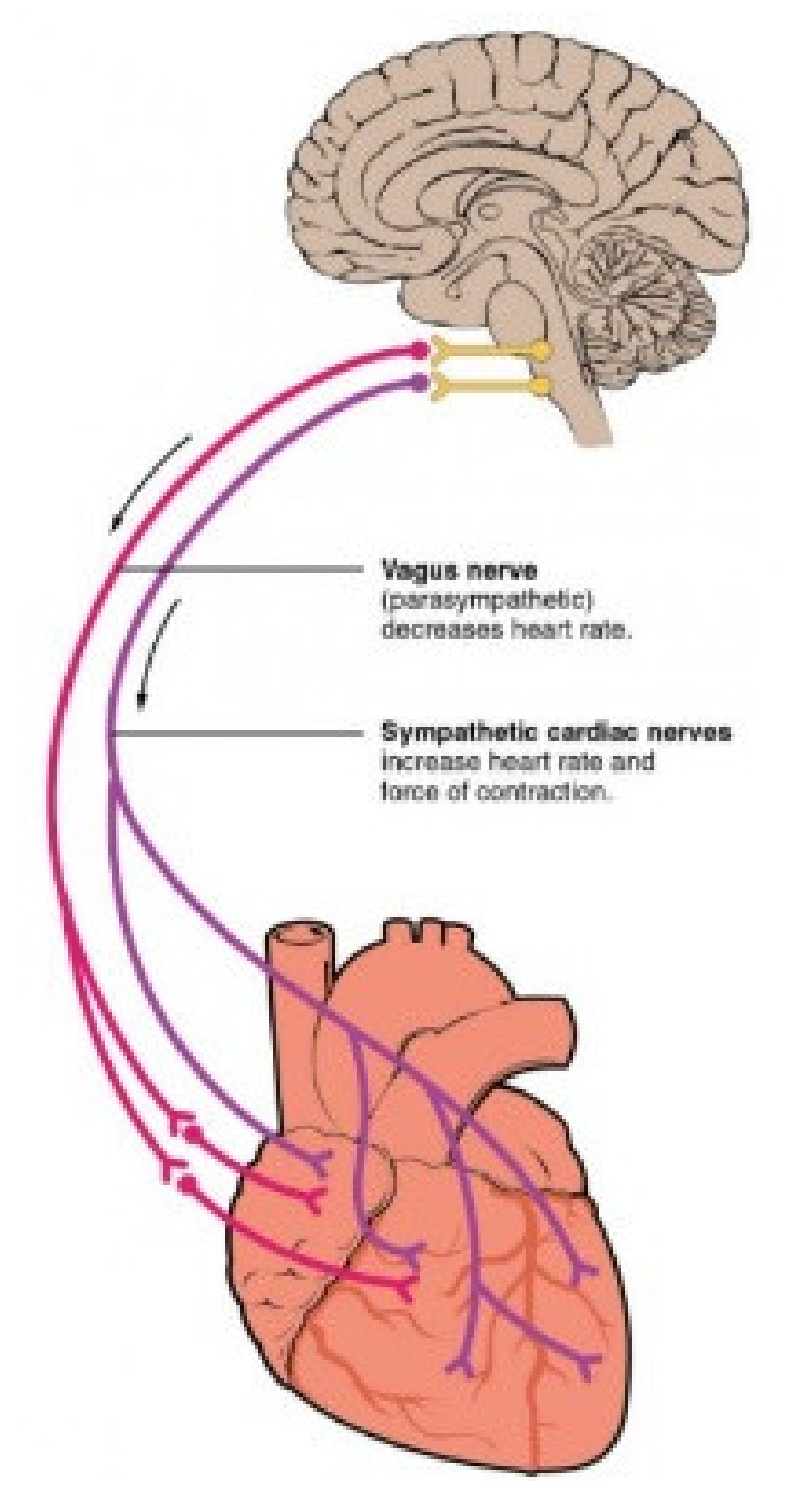 Sensors 21 05015 g002 Sensors 21 05015 g002
