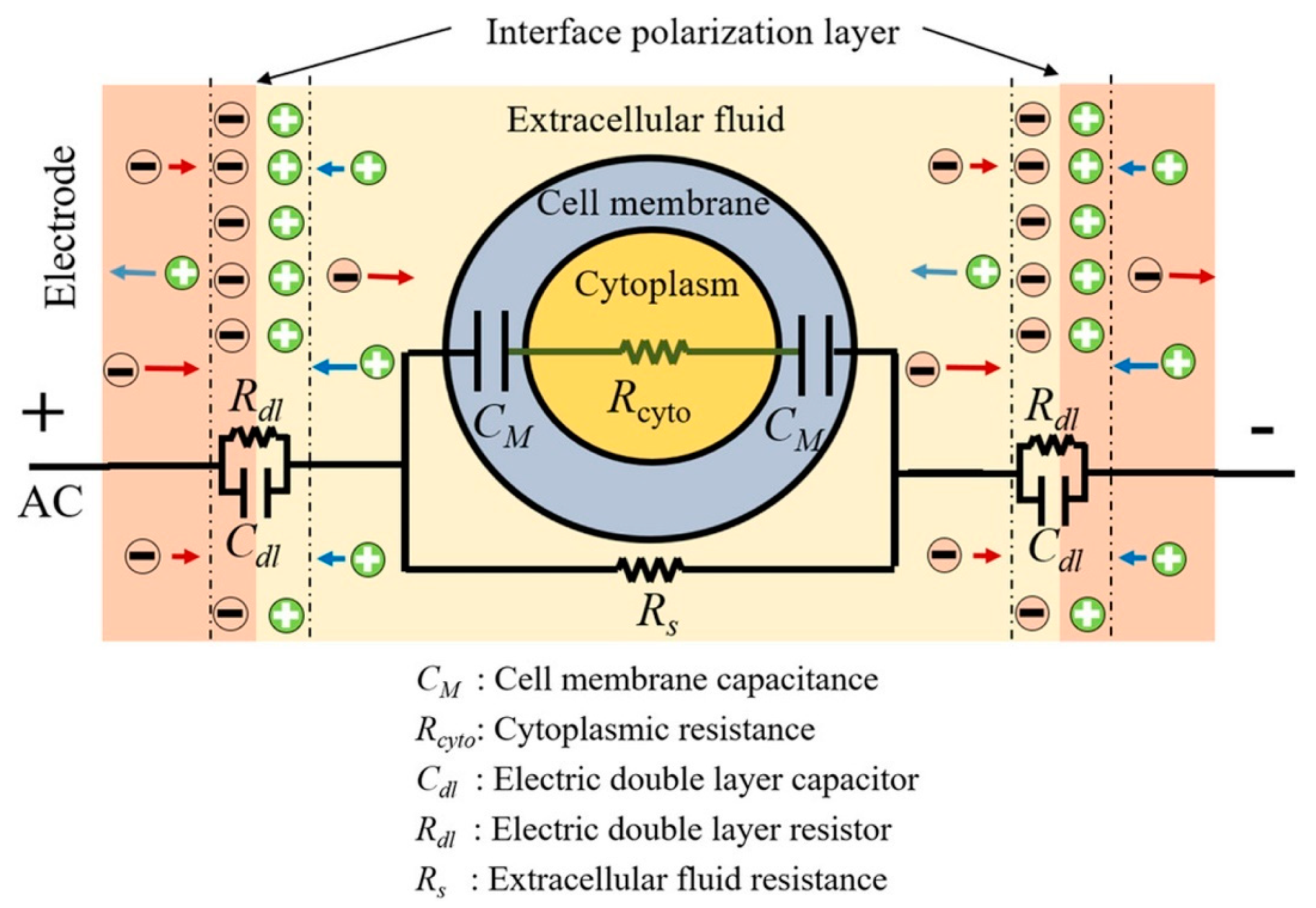 Sensors 21 05519 g005