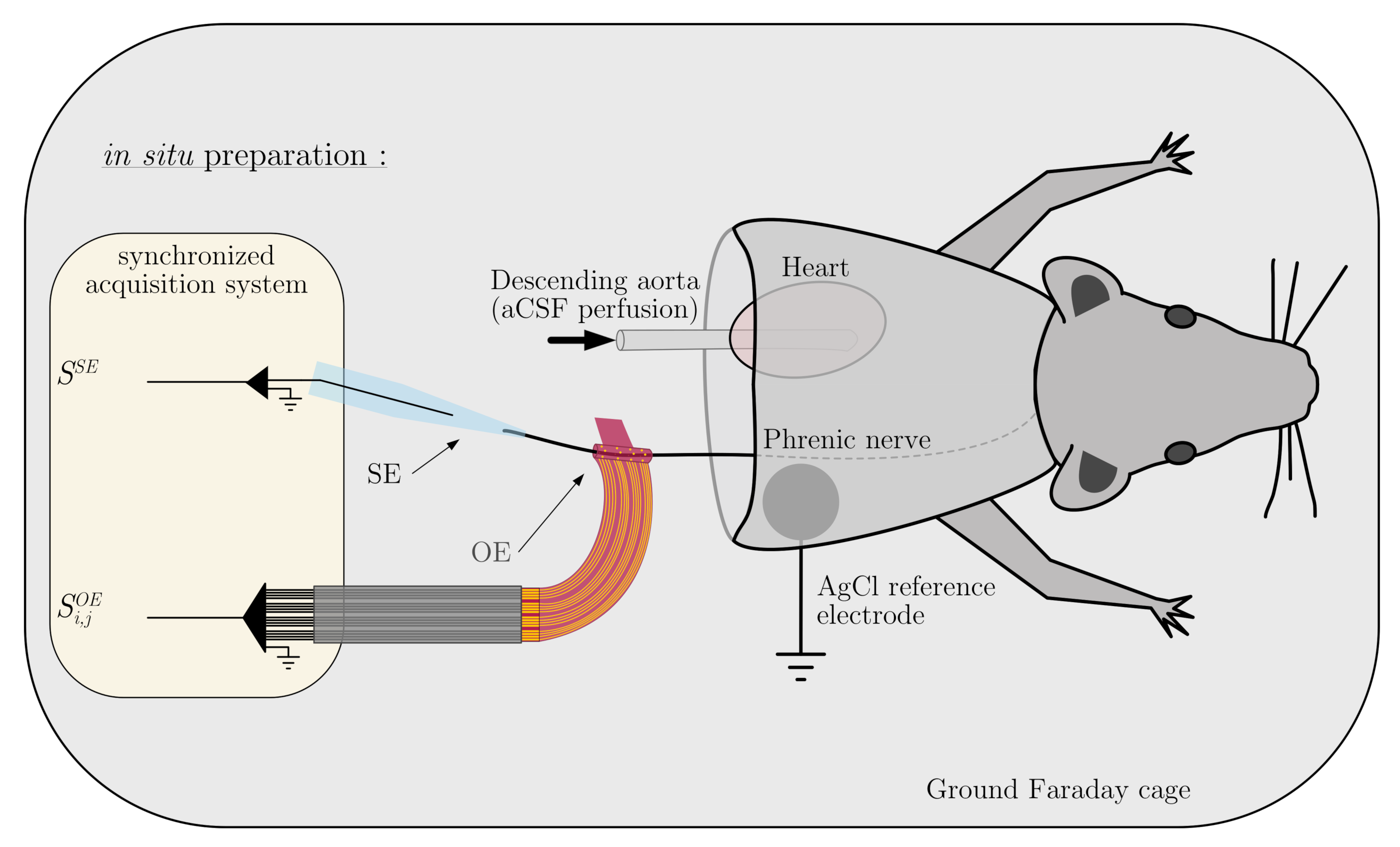 mærkelig Barber rendering Sensors | Free Full-Text | Assessment of the Use of Multi-Channel Organic  Electrodes to Record ENG on Small Nerves: Application to Phrenic Nerve Burst  Detection