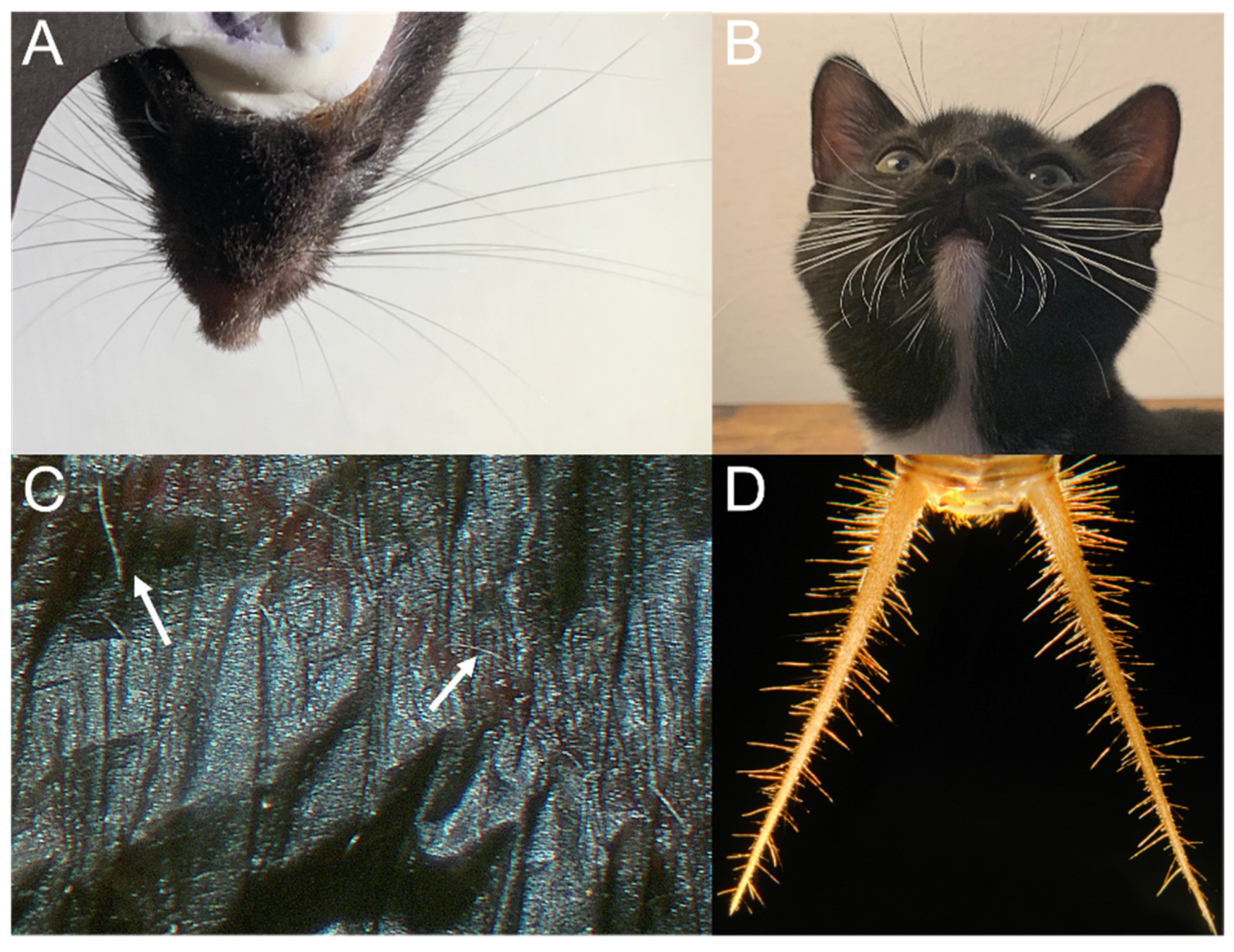 Sensors 21 06375 g002