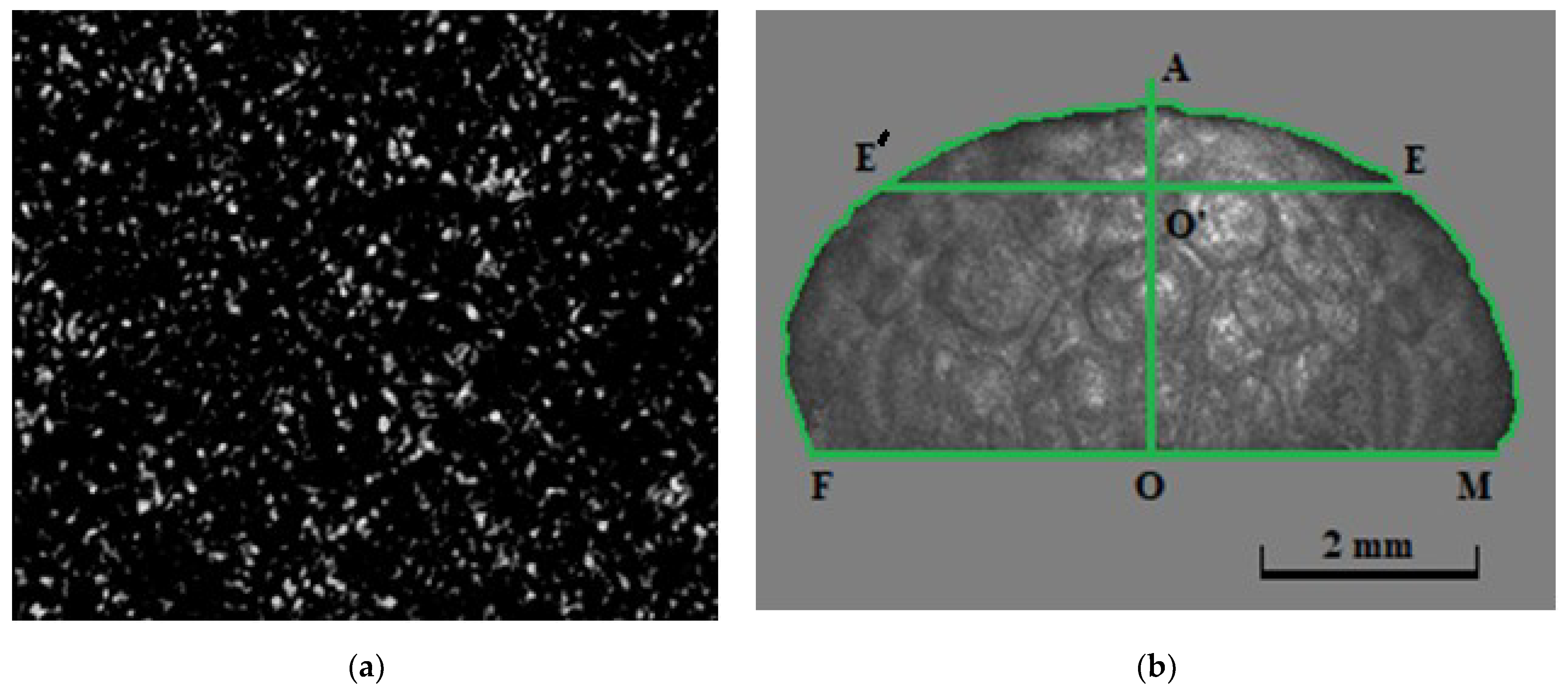 Sensors 21 06701 g002 550