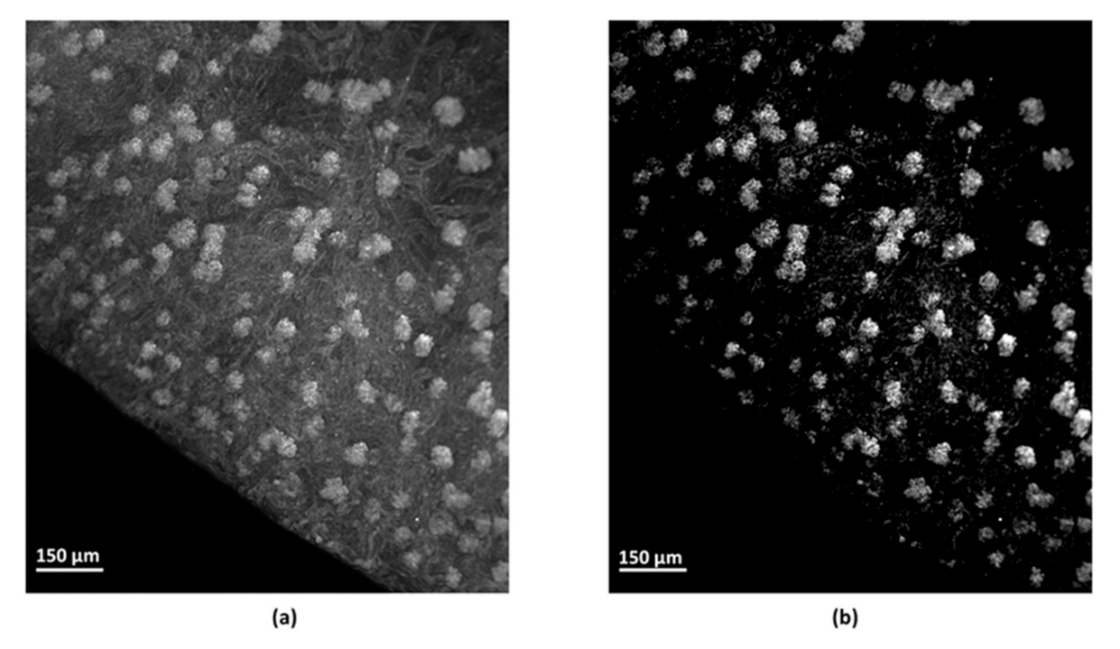 Sensors 21 07440 g002a Sensors 21 07440 g002a