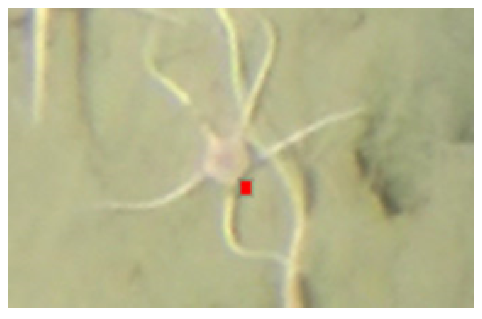 Sensors 21 07598 g007 550