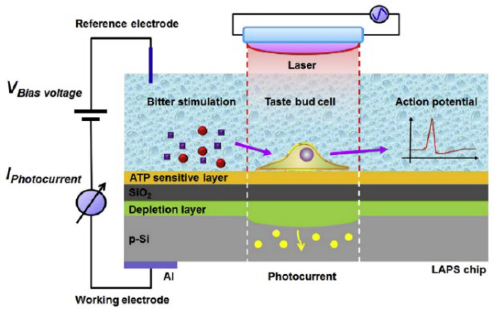Sensors Free FullText FieldEffect Sensors Using Biomaterials for