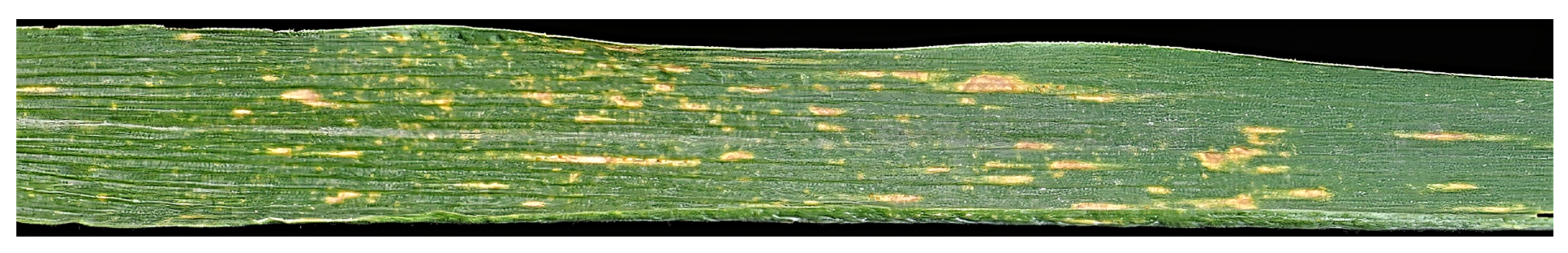 Sensors 21 07903 g006 550