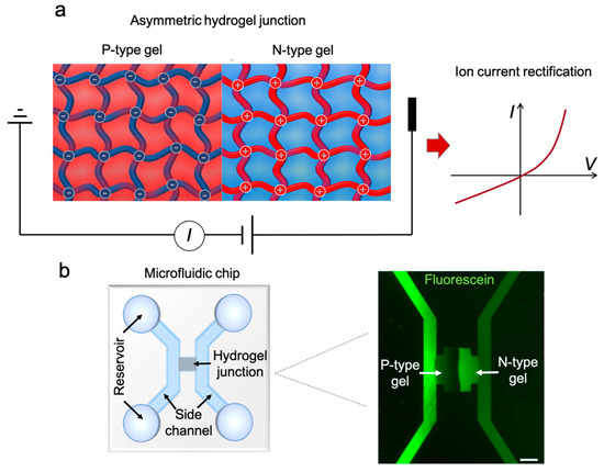 An Experimental and Numerical Study of Polyelectrolyte Hydrogel 