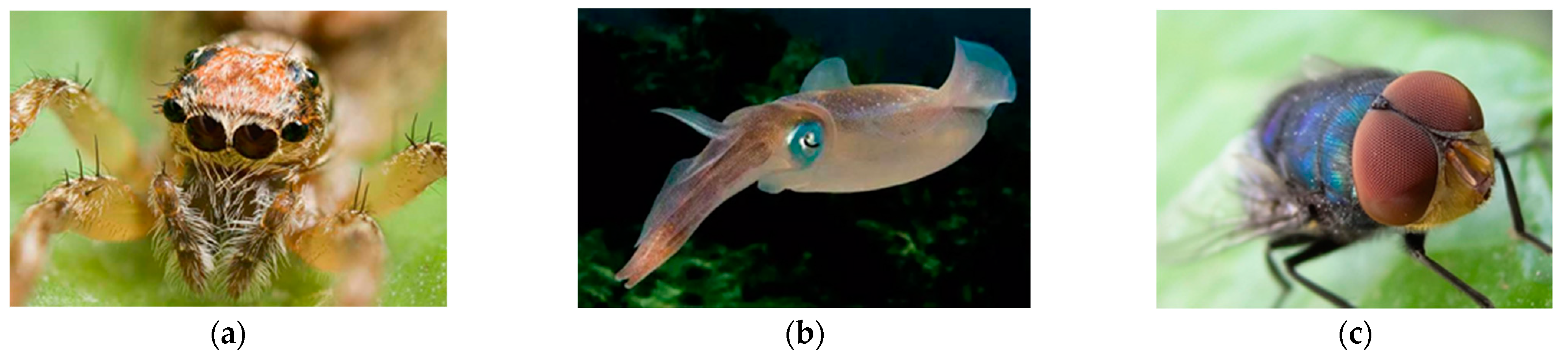 Sensors 21 08298 g001