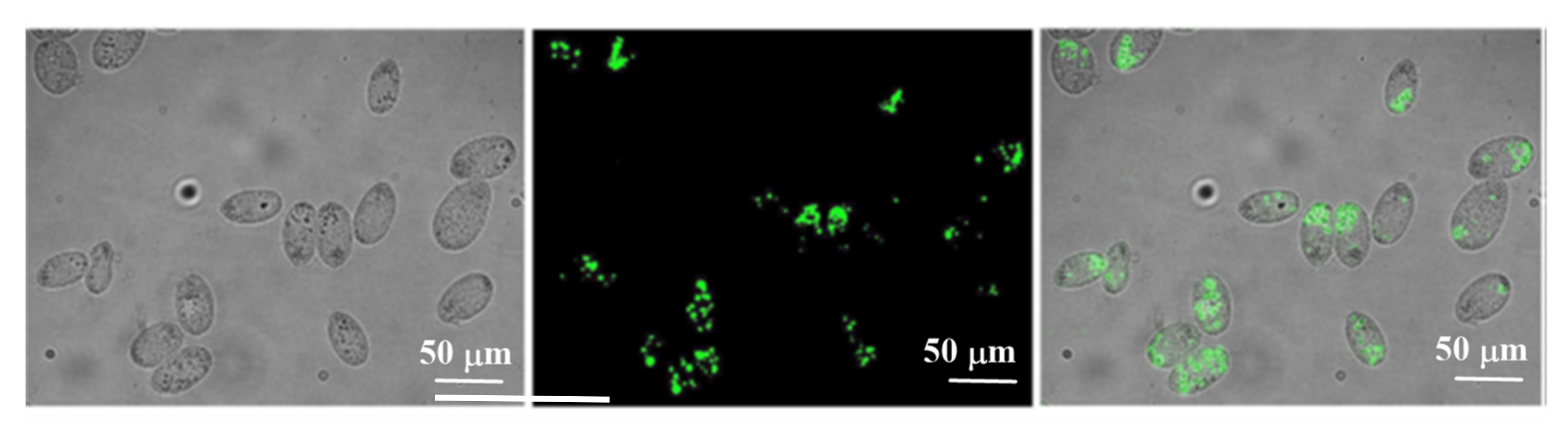 Sensors 22 00261 g012