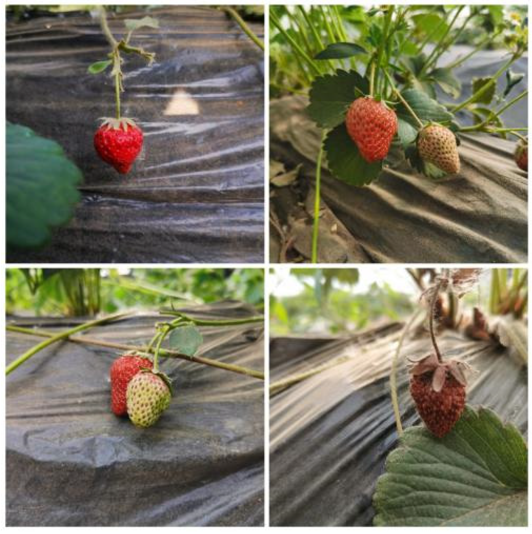 Sensors 22 00419 g002 550