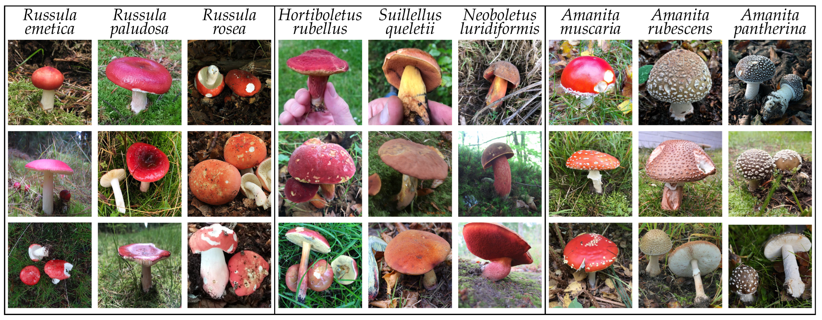 Sensors Free Full Text Automatic Fungi Recognition Deep Learning Meets Mycology