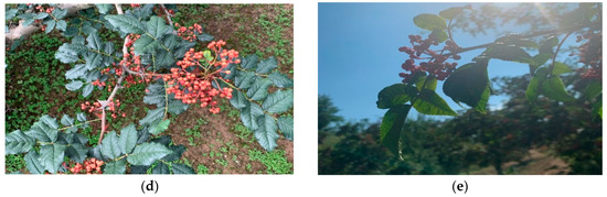 A Real-Time Zanthoxylum Target Detection Method for an Intelligent